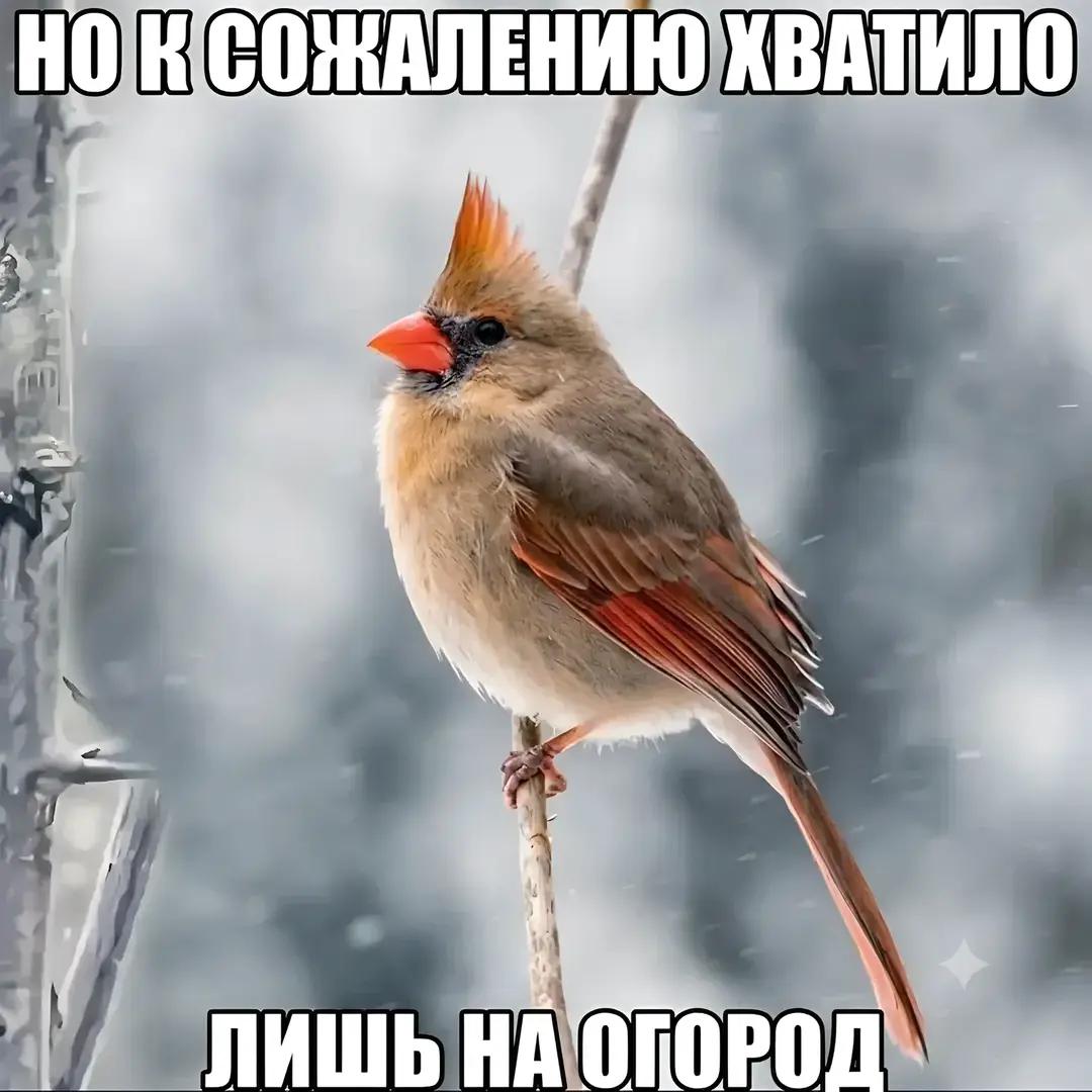 @XiaoFlasher