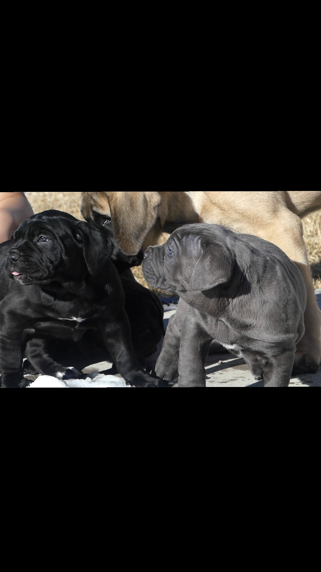 @MileHigh_Cane_Corso