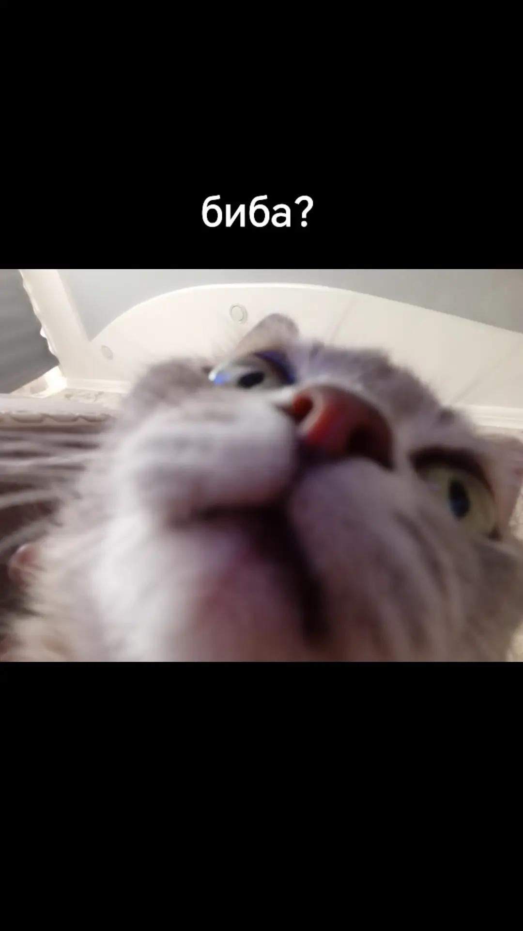 @szlbt