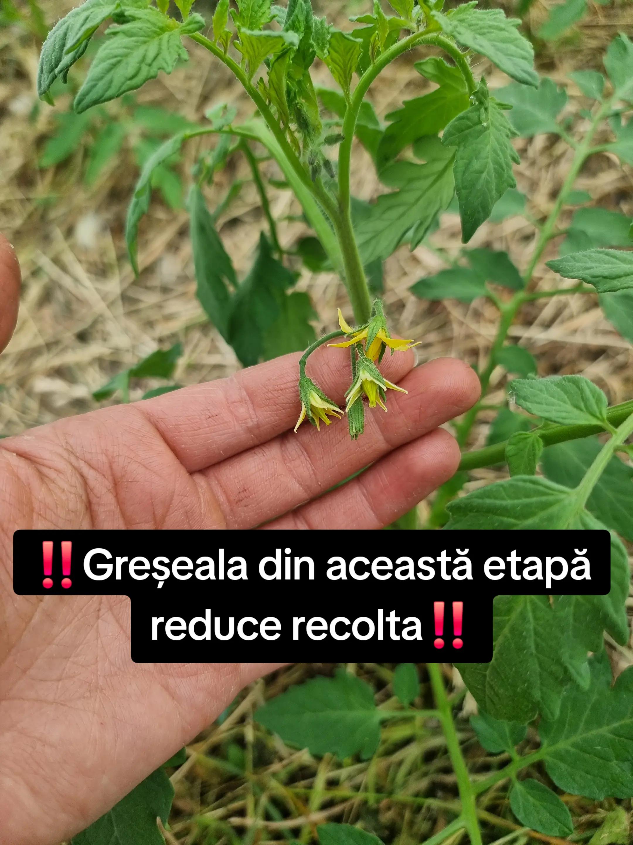 @🍎Din natură & Din tradiție