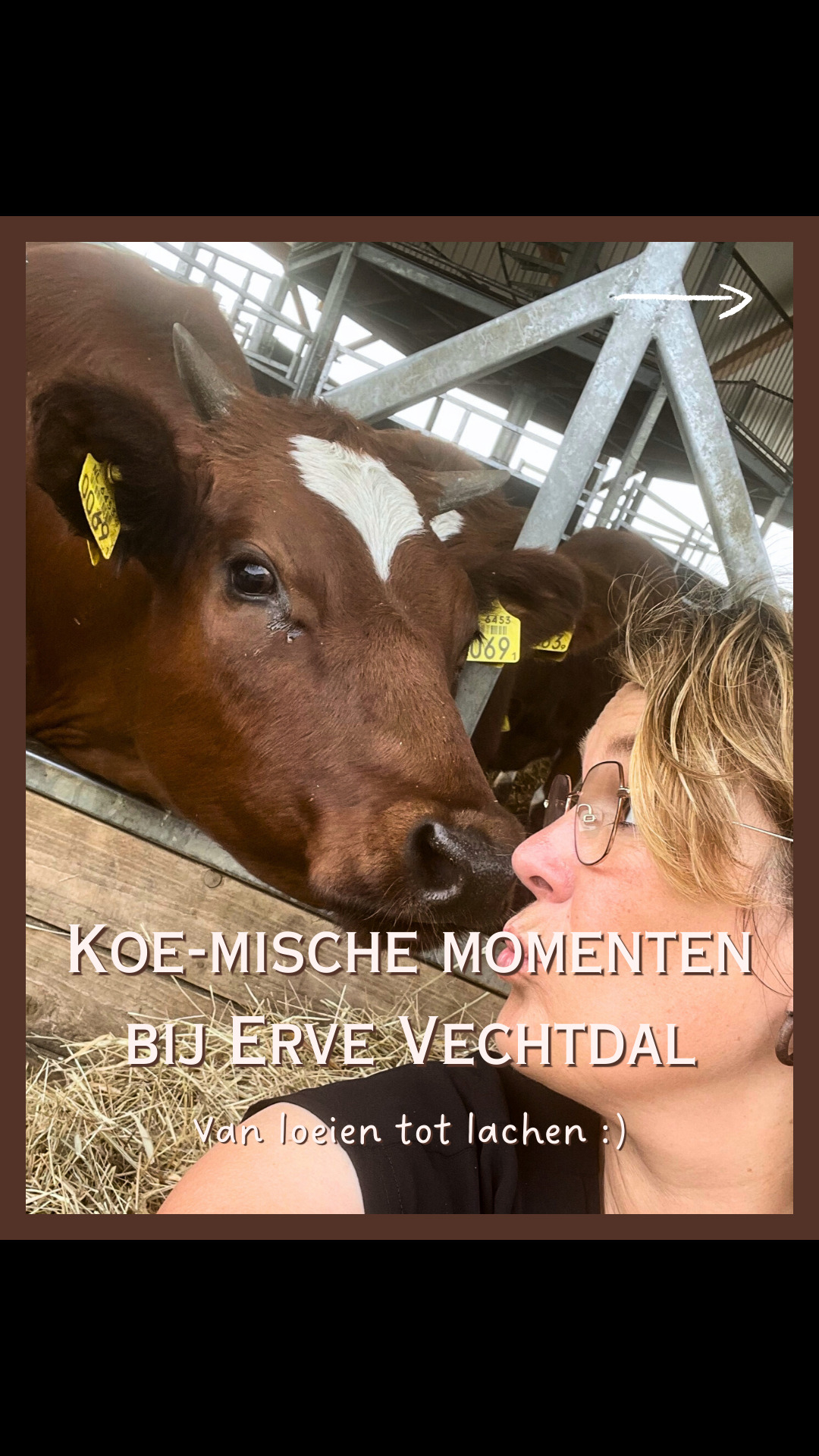 @Erve Vechtdal Koe Safari