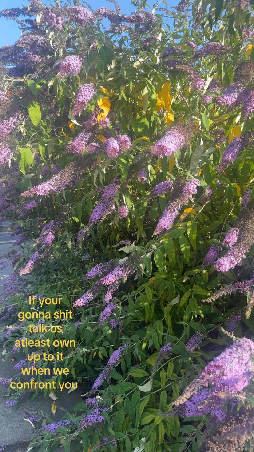 @ليلى🌺