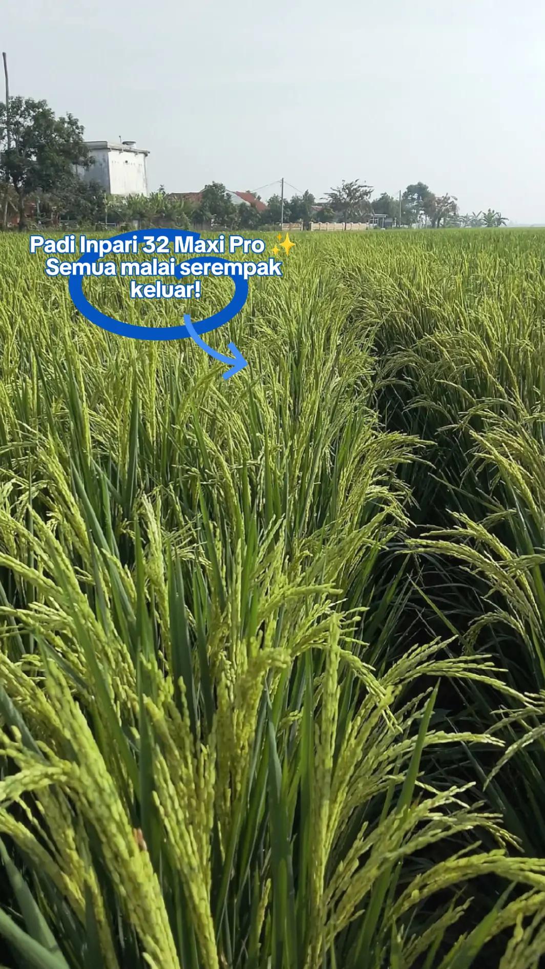 @PT. BHD INDONESIA