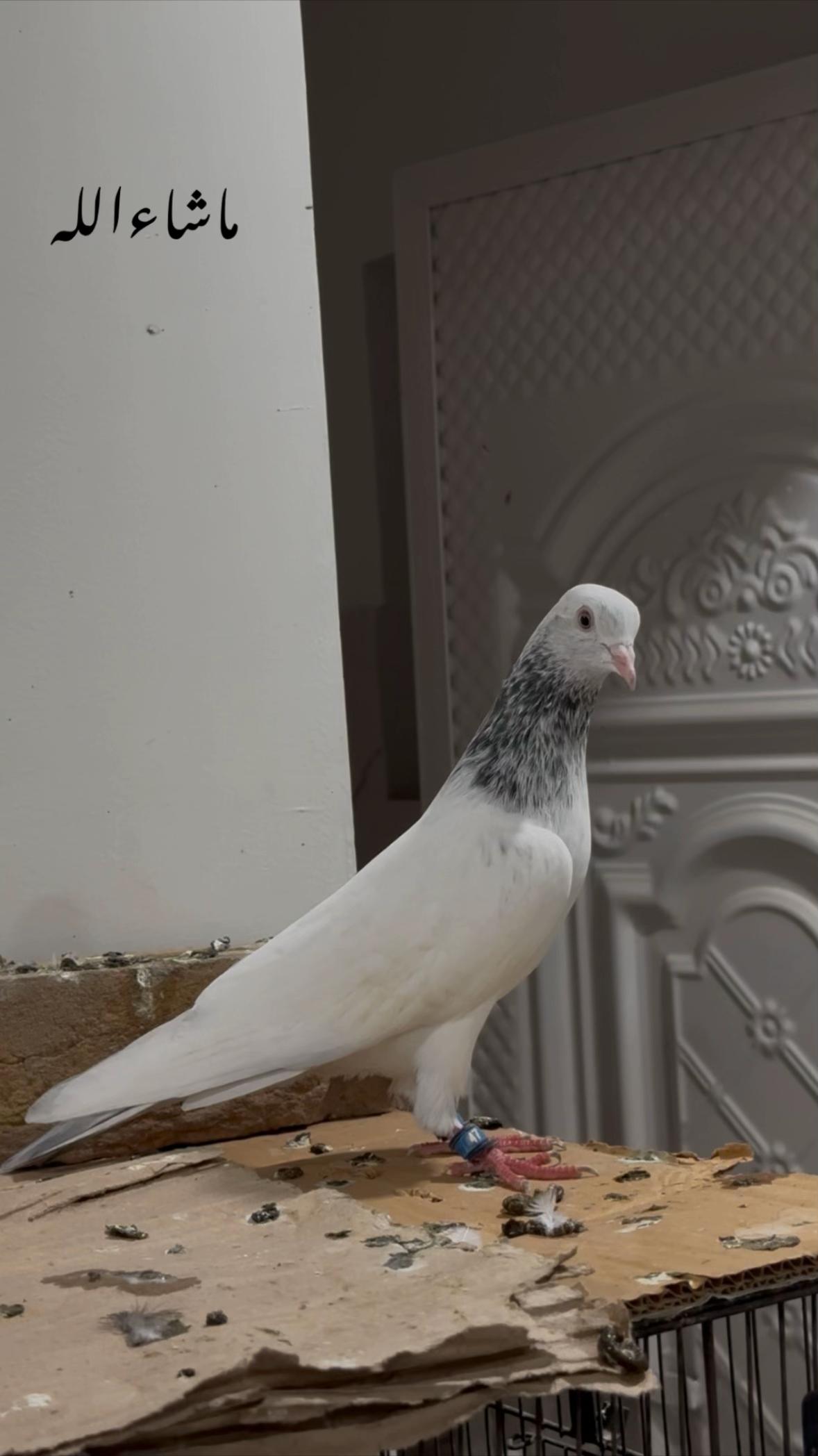 @Royal Birds 🕊️👑