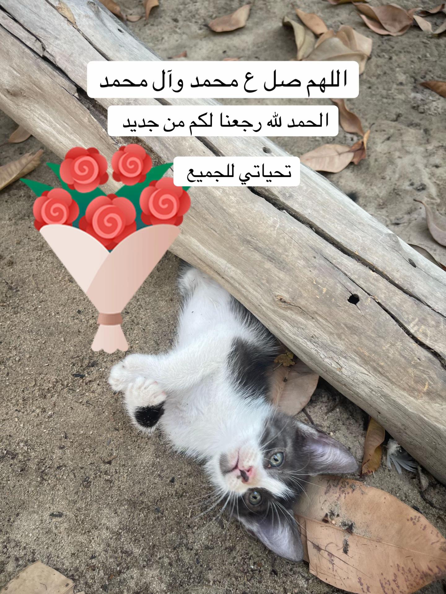 @ashkaltbiah
