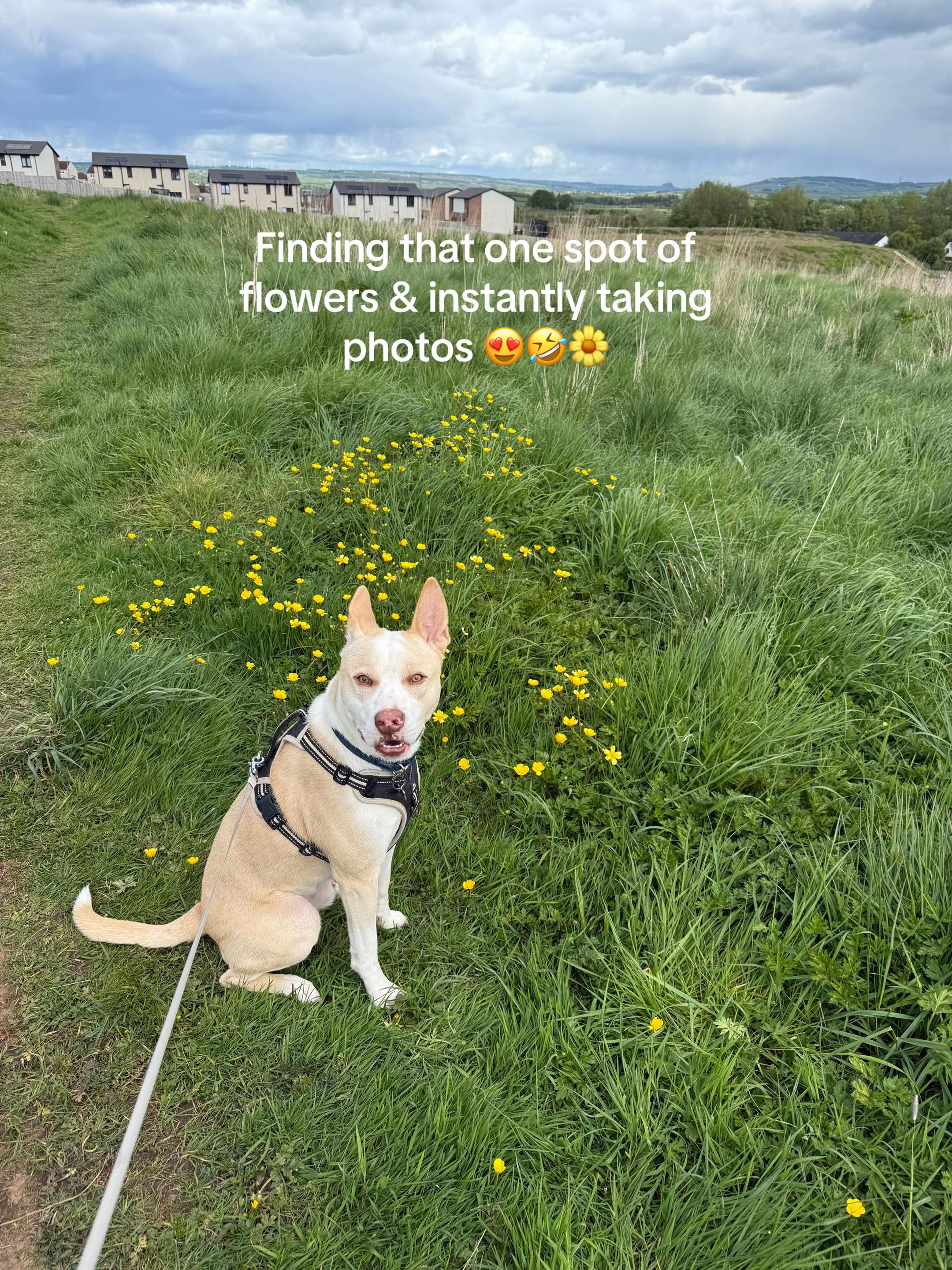 @Robyn’s Dog Walking Services