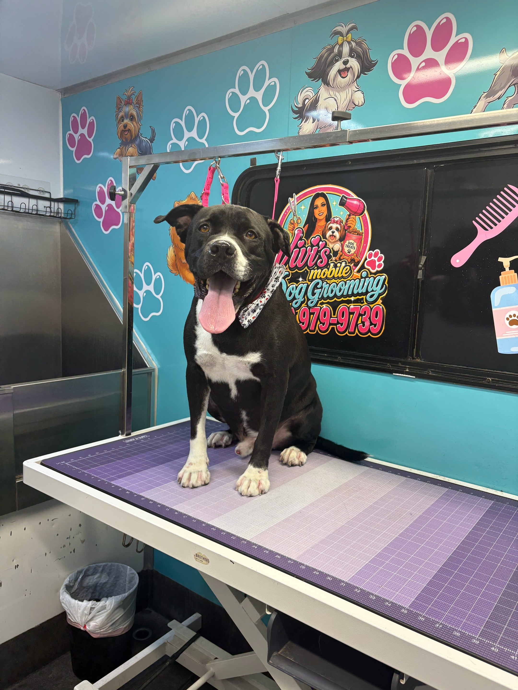 @Vivismobiledoggrooming