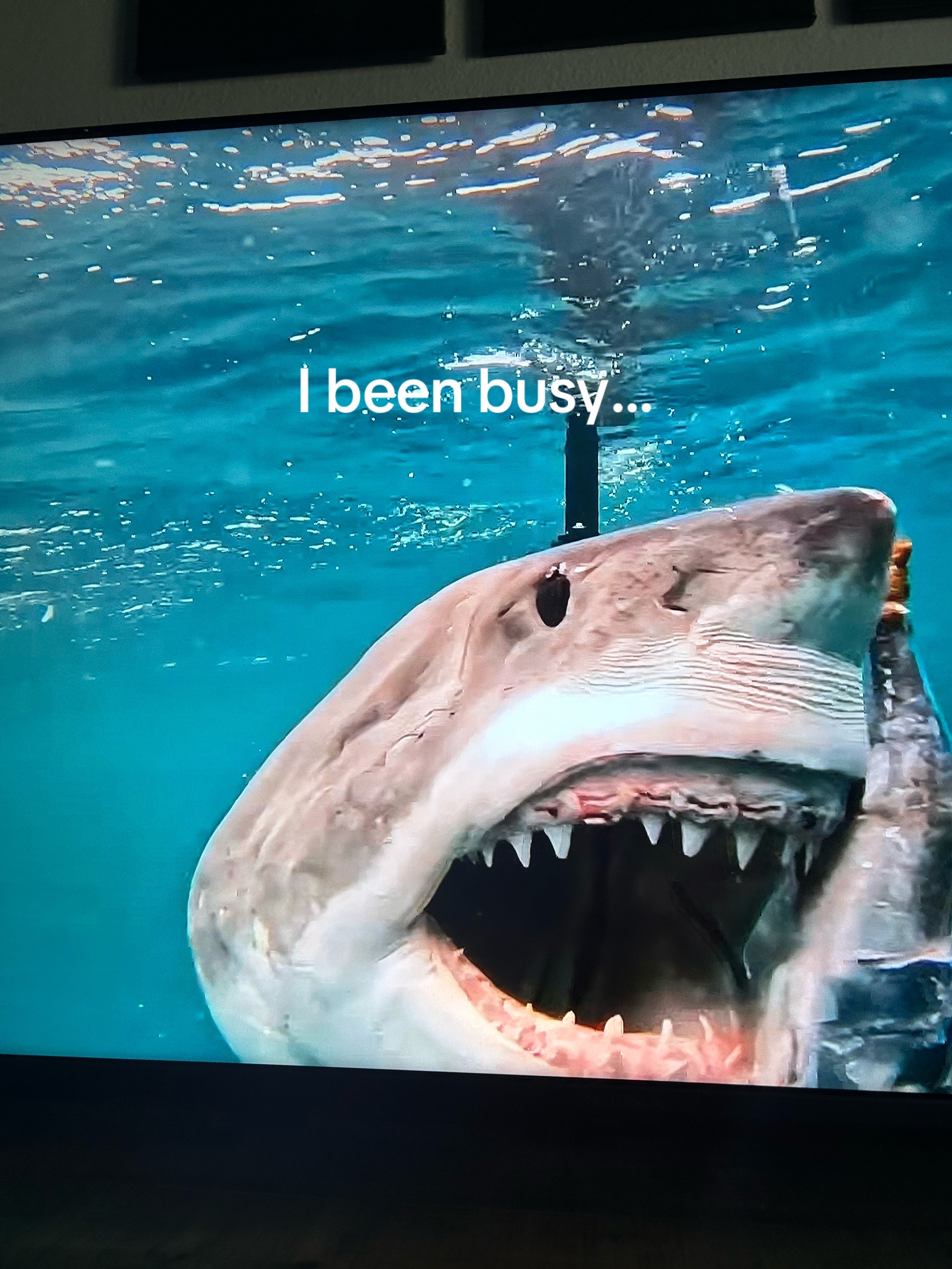 @Cinthya_the_Great🦈✨🧩🍃💨