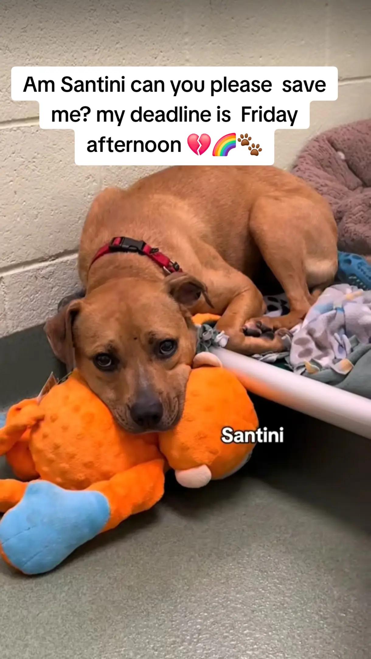 @adoptabledogsofmiami