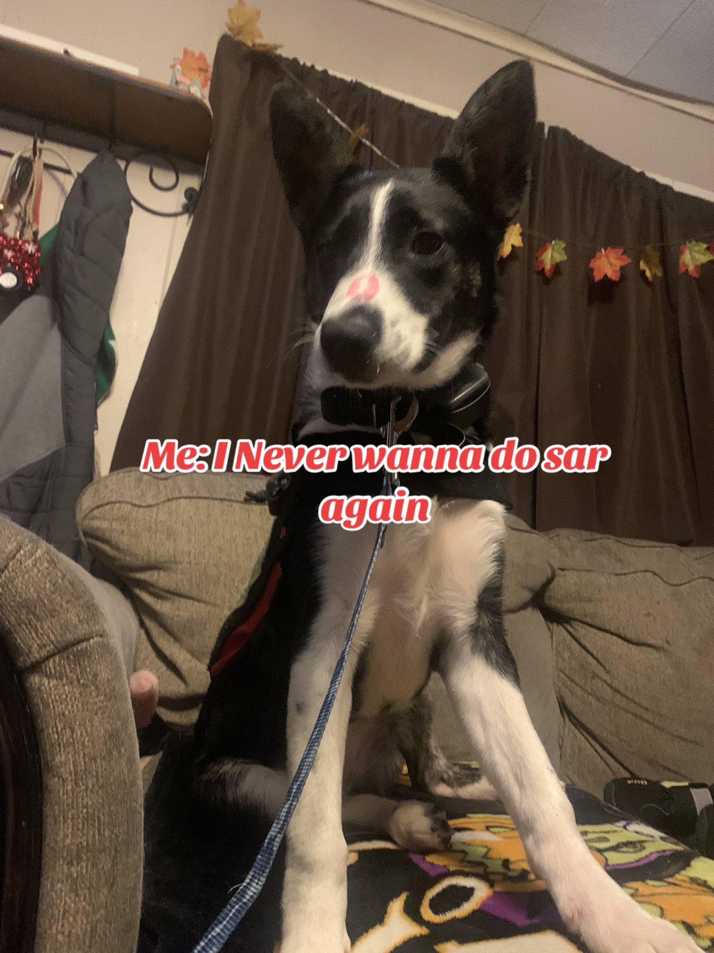 @collie.gnocchi