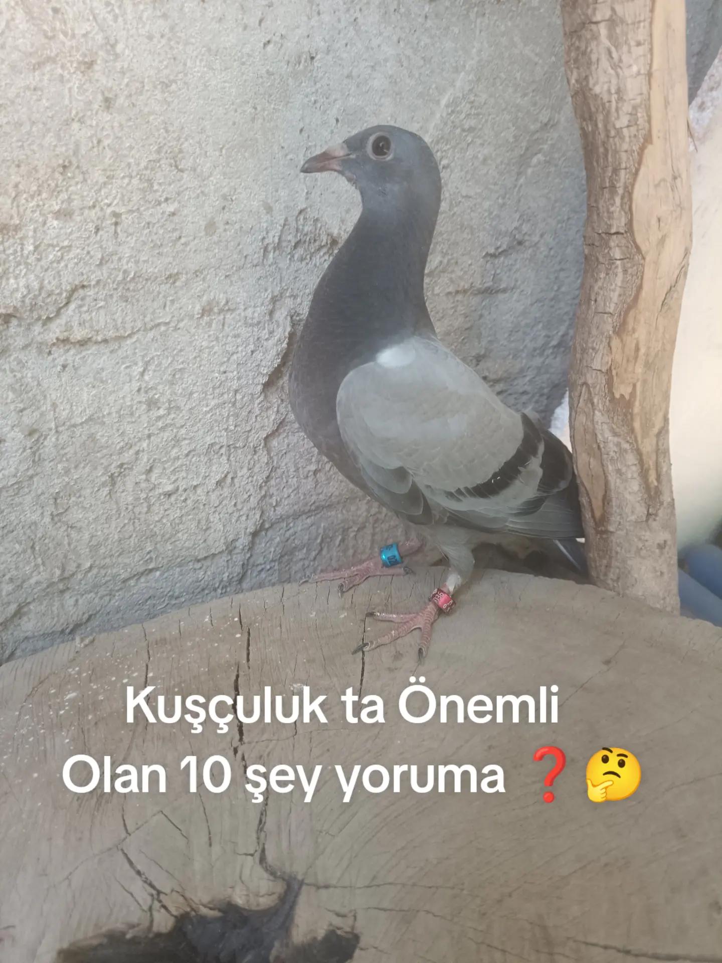 @YARIŞ POSTASI