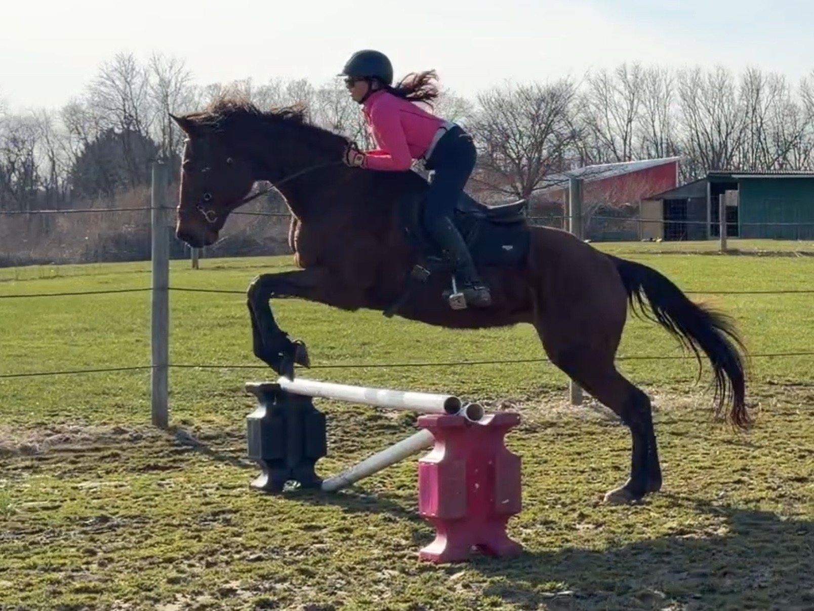 @Lorraine 🐴🩺