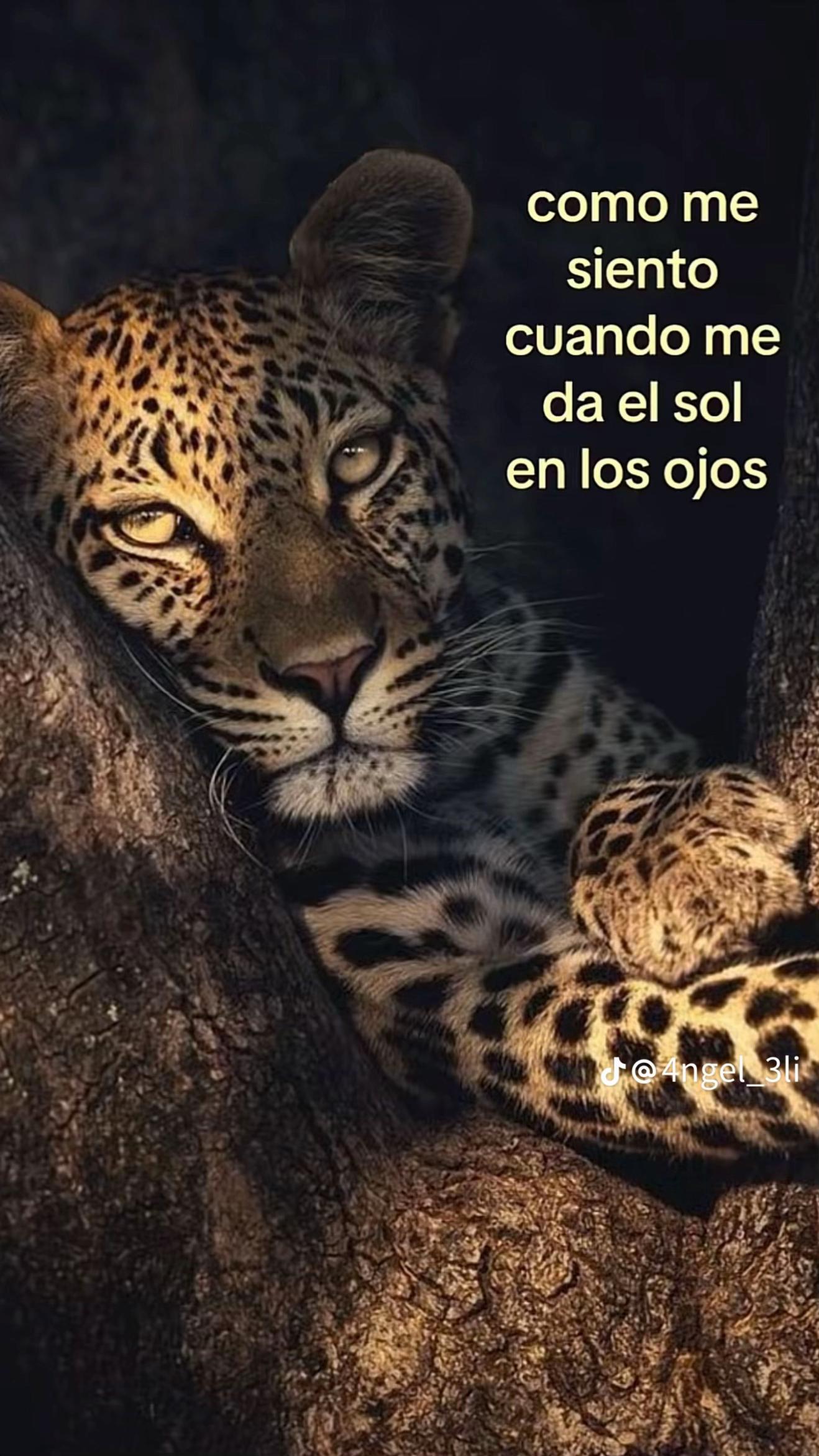 @kelass