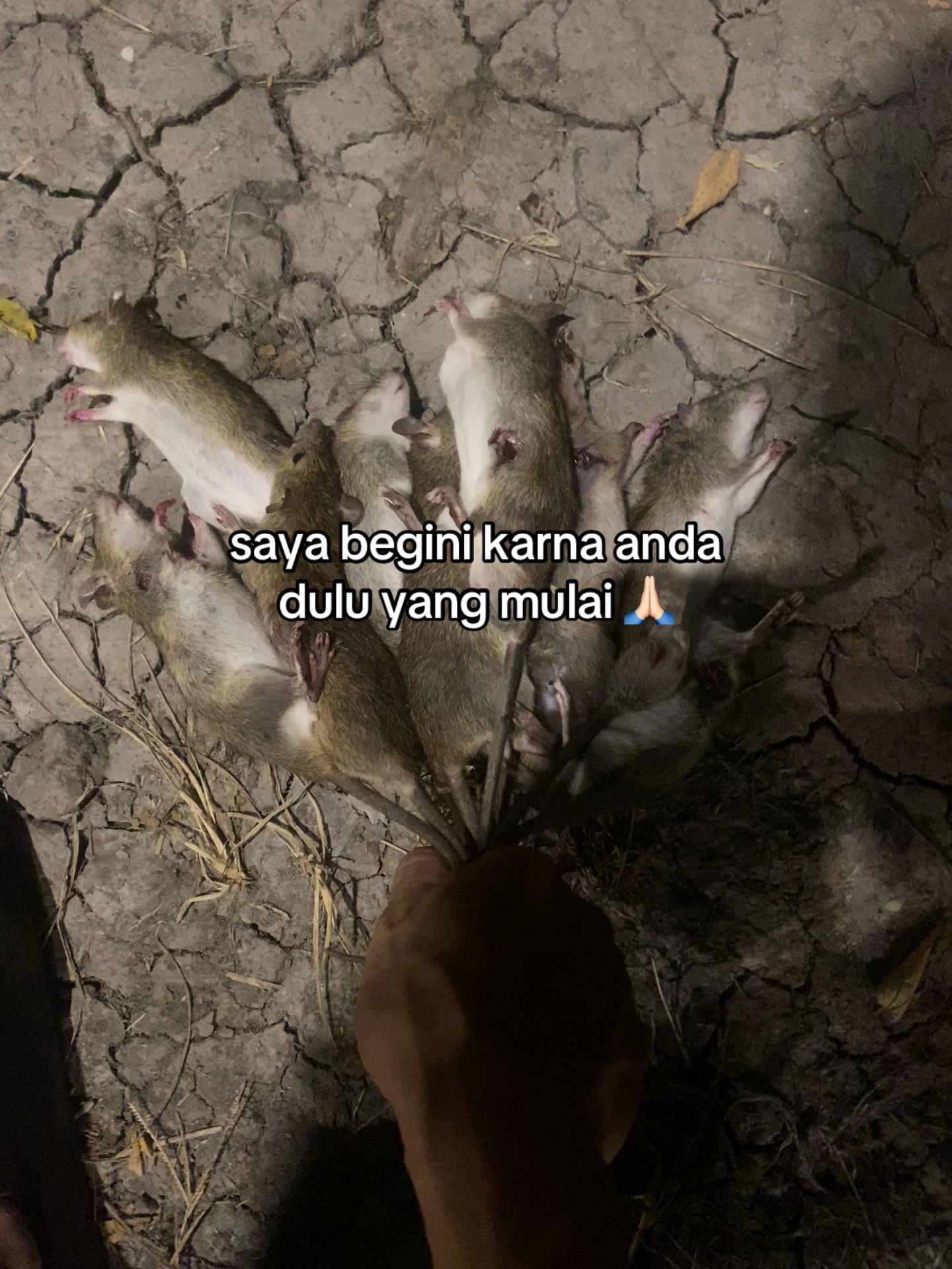 @erfn