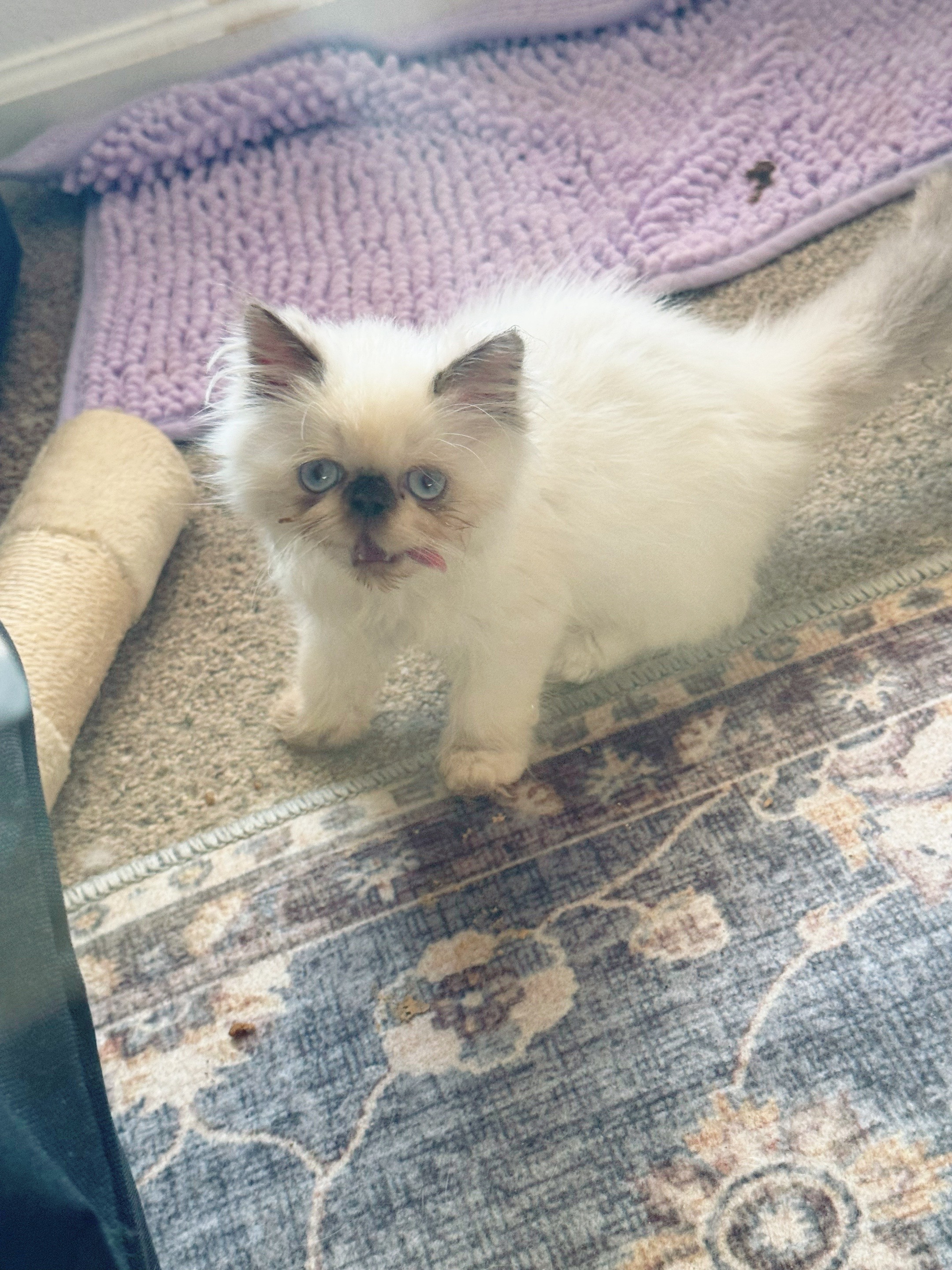 @PersianKitten