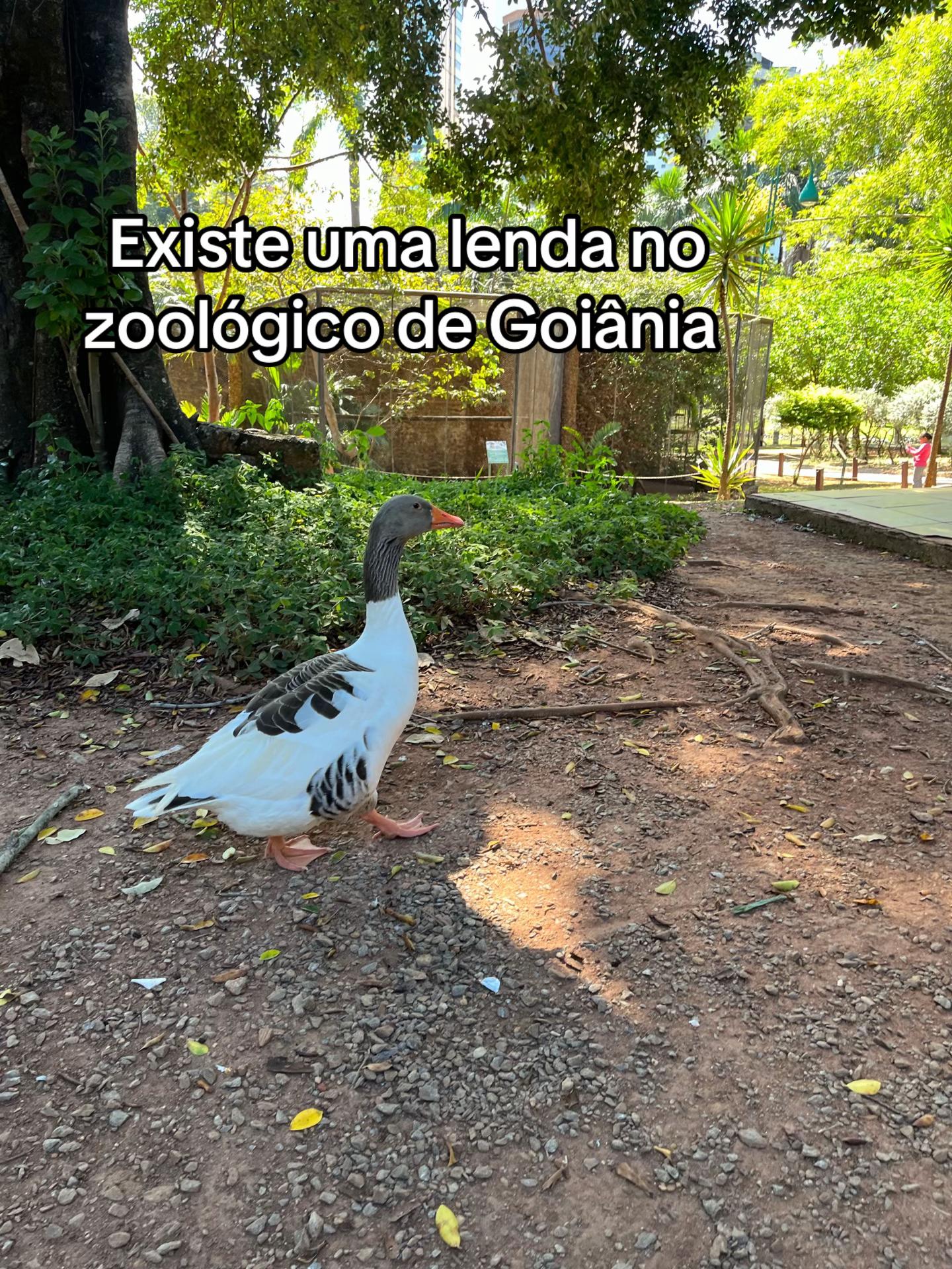 @Paixão Goiana
