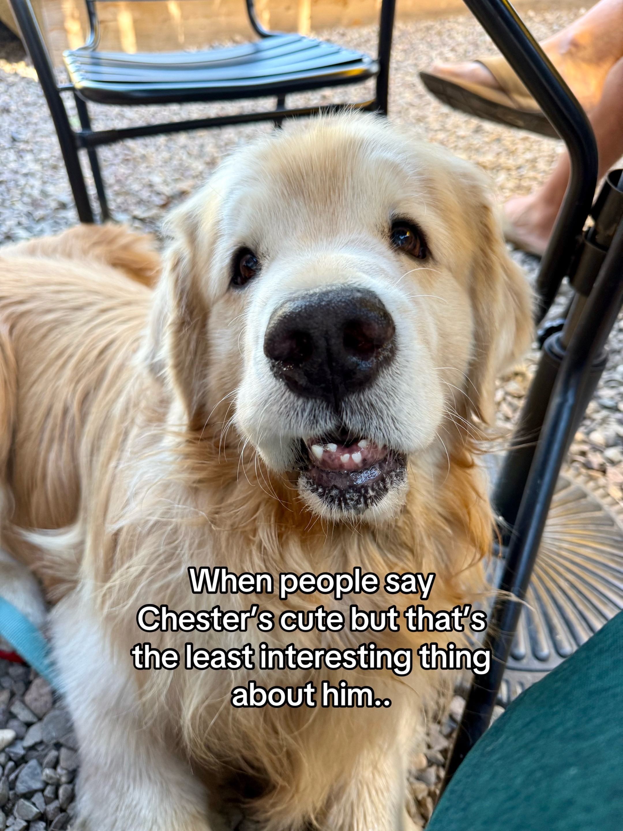 @Chase n Chester