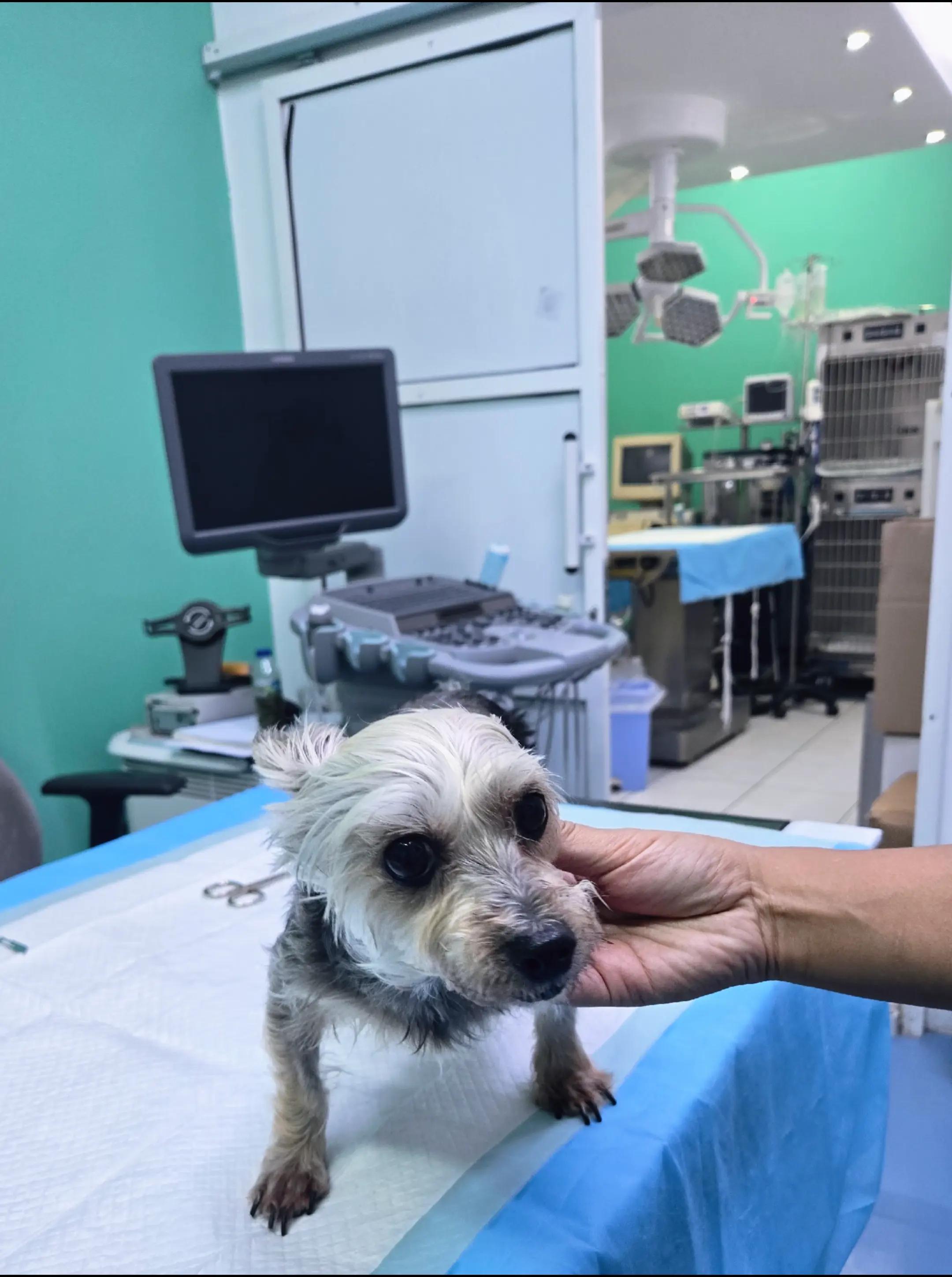@VillagevVet LLC