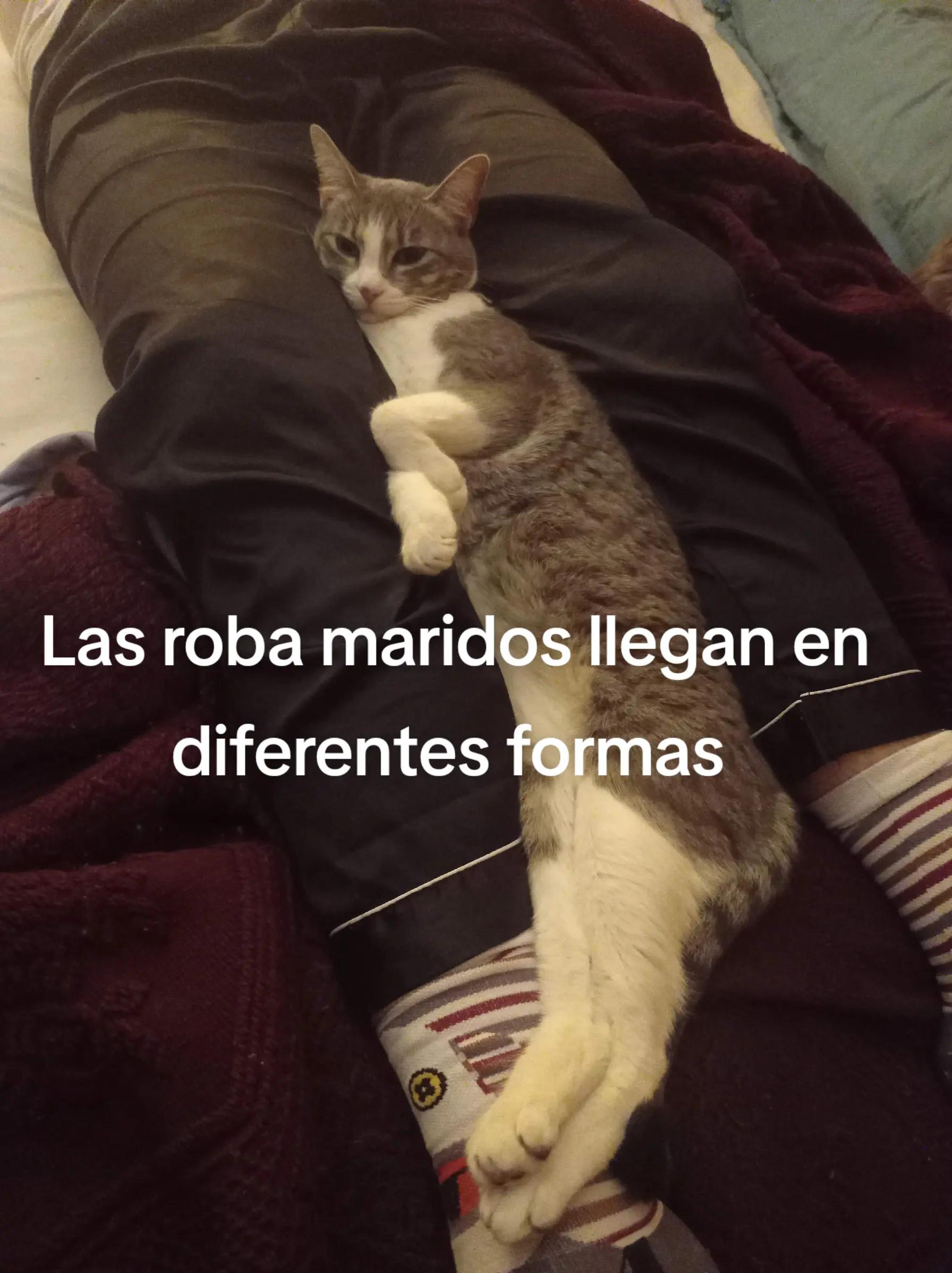 @CutiesCat House