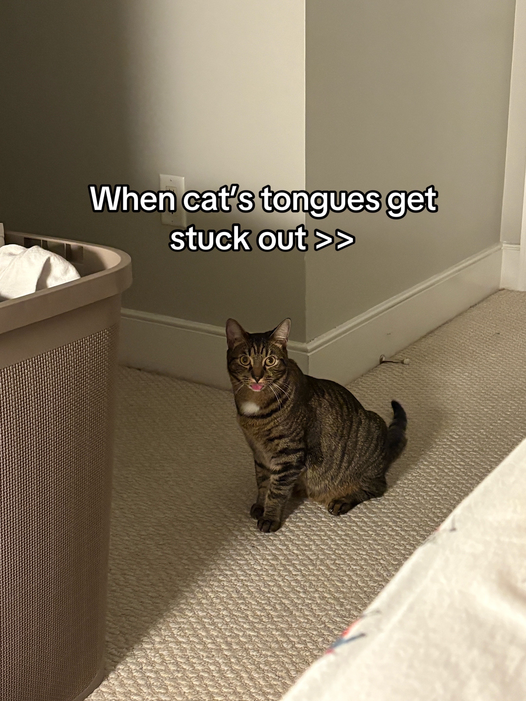 @Quinn The Calico
