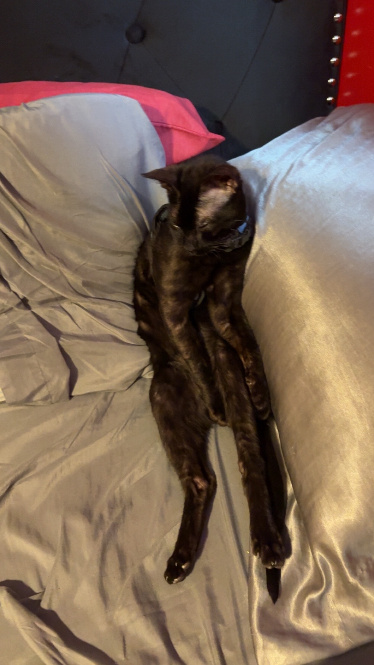 @ladybuginredd