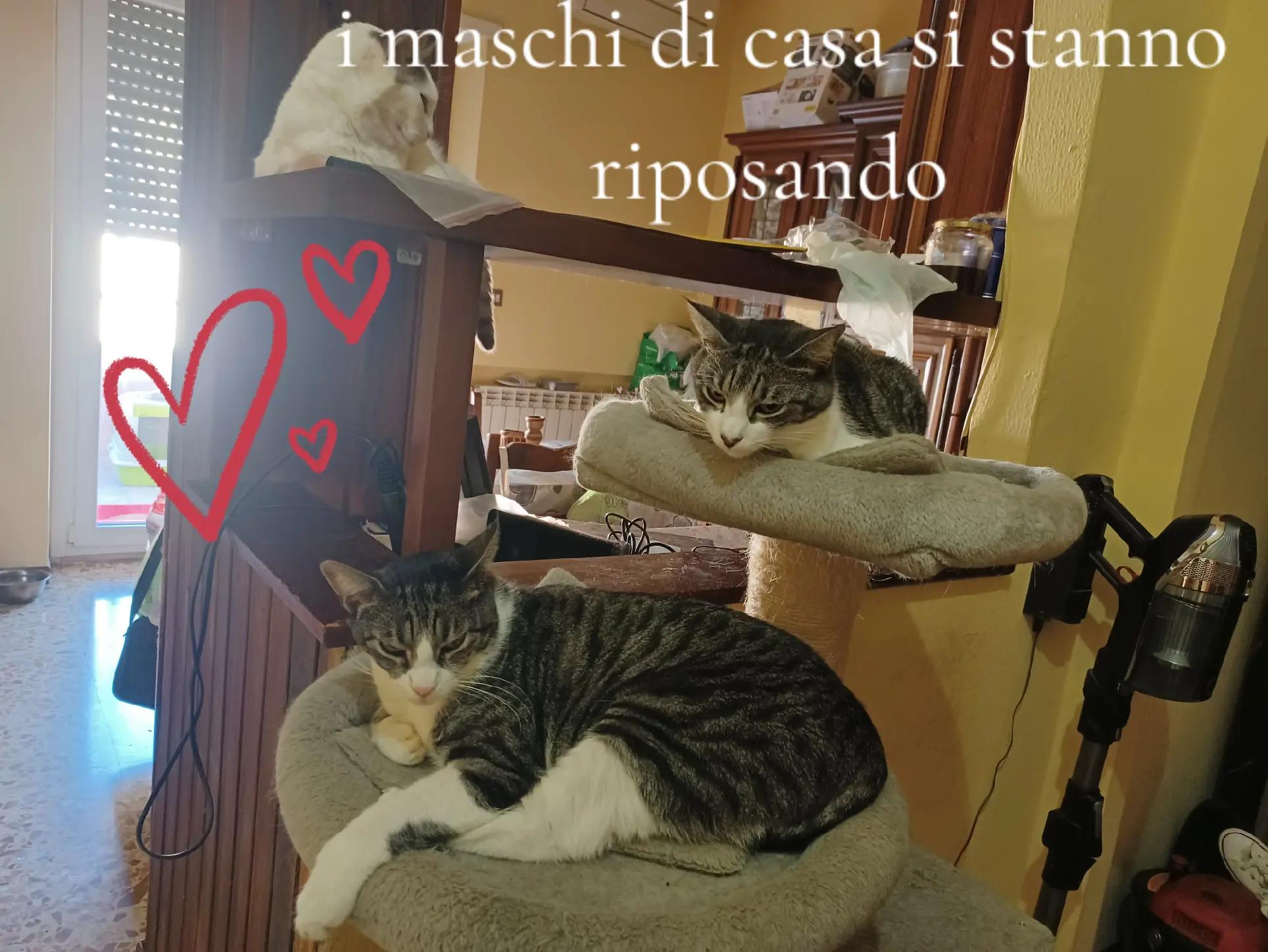 @amica dei gatti