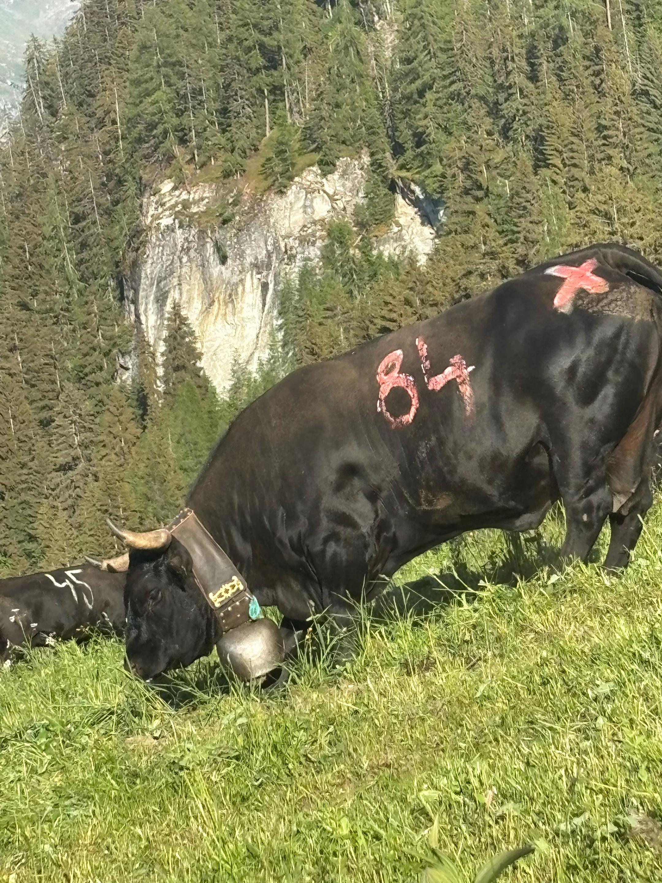 @Passion herens 🐮🐮🐄🐄❤️&zwj;🔥
