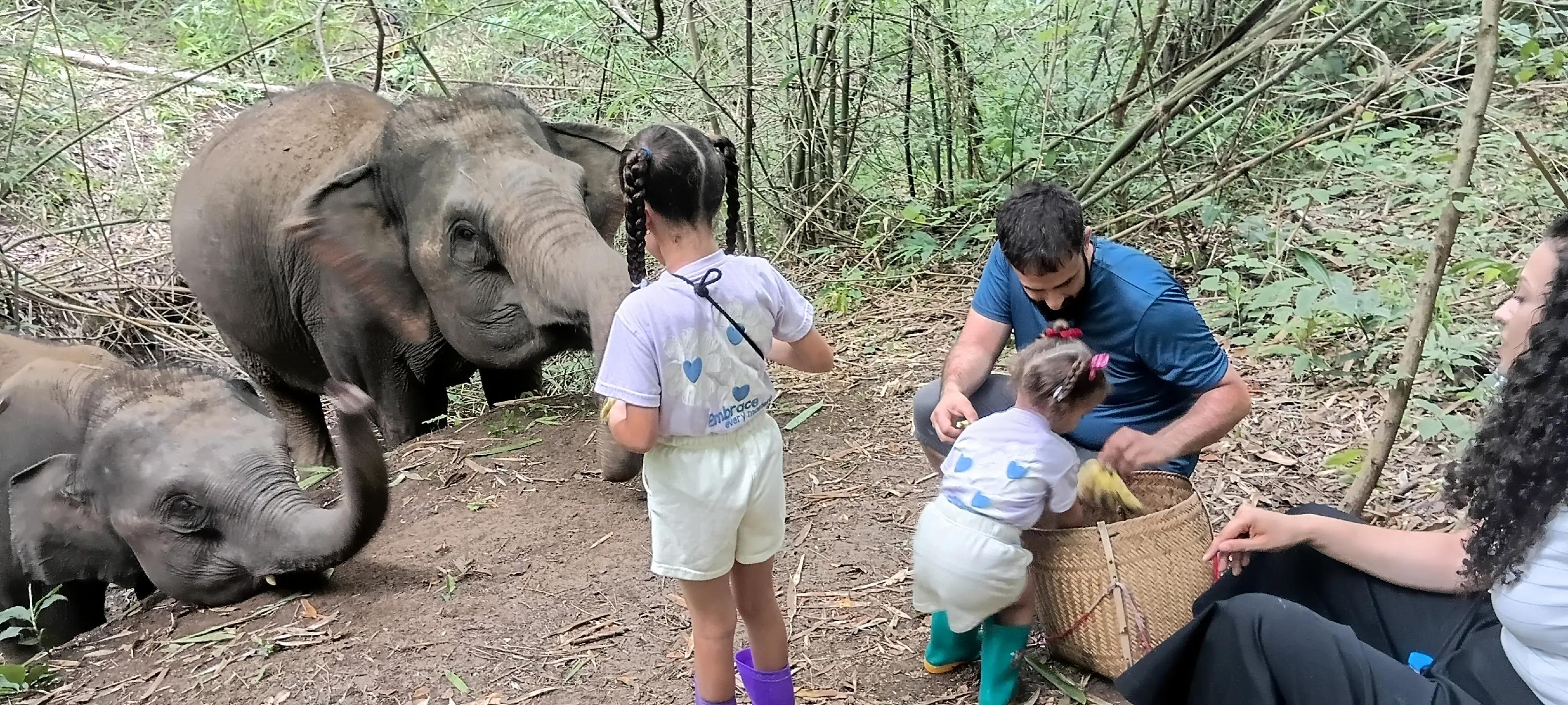 @LuangPrabang Elephant New Home