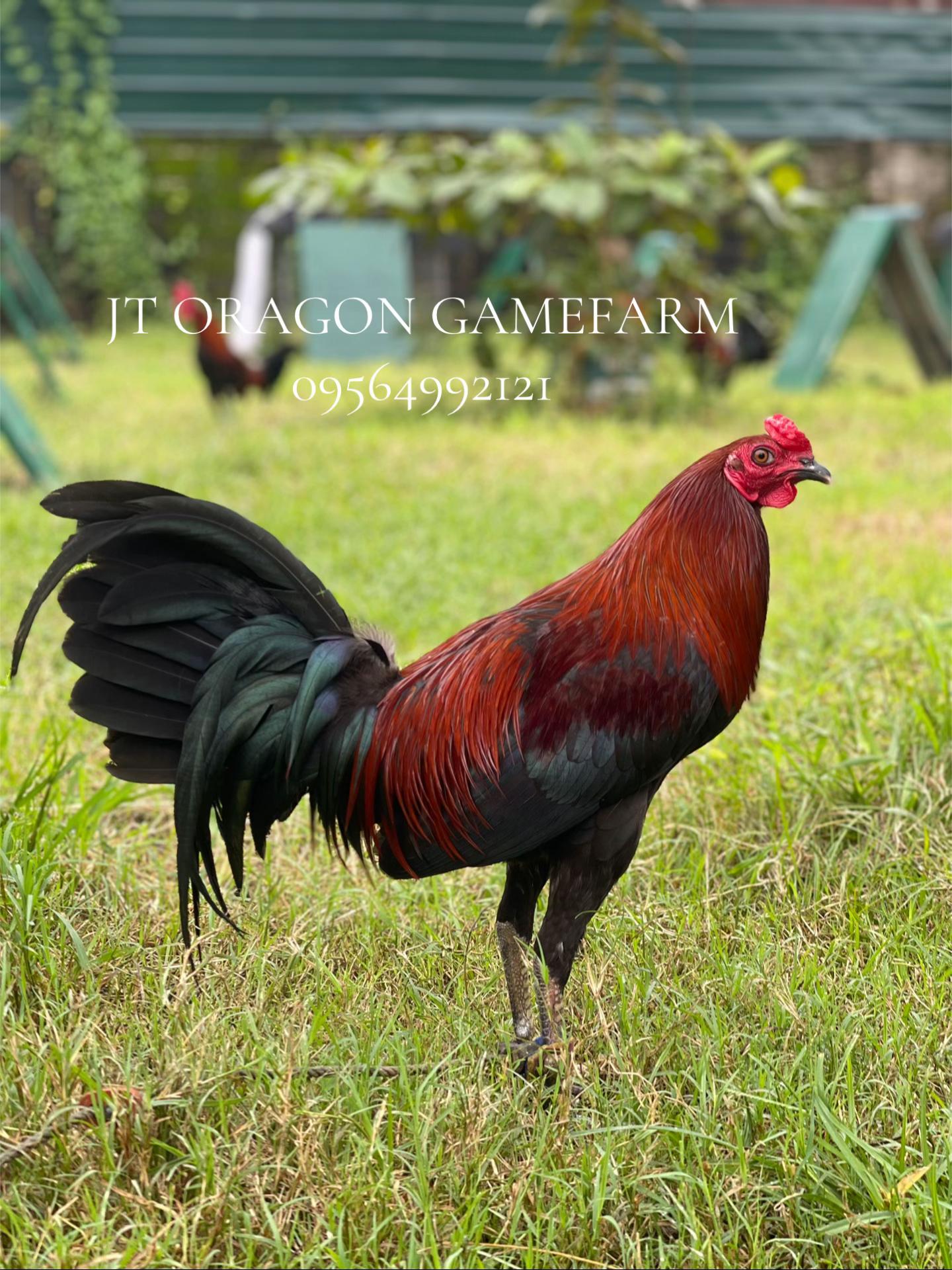 @JT ORAGON GAMEFARM