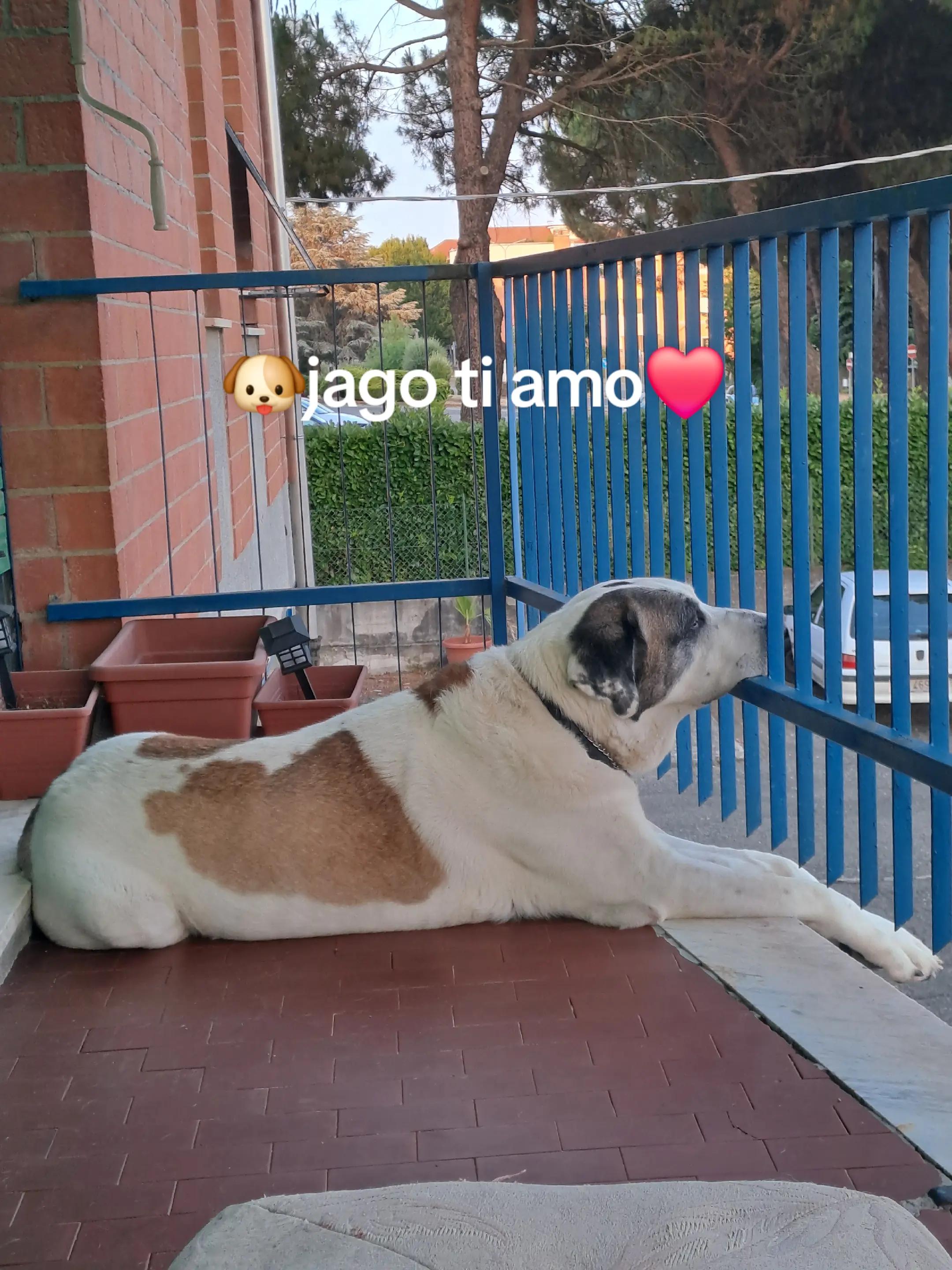 @🌹S❤️🐾🐶Jago🐶🐾❤️