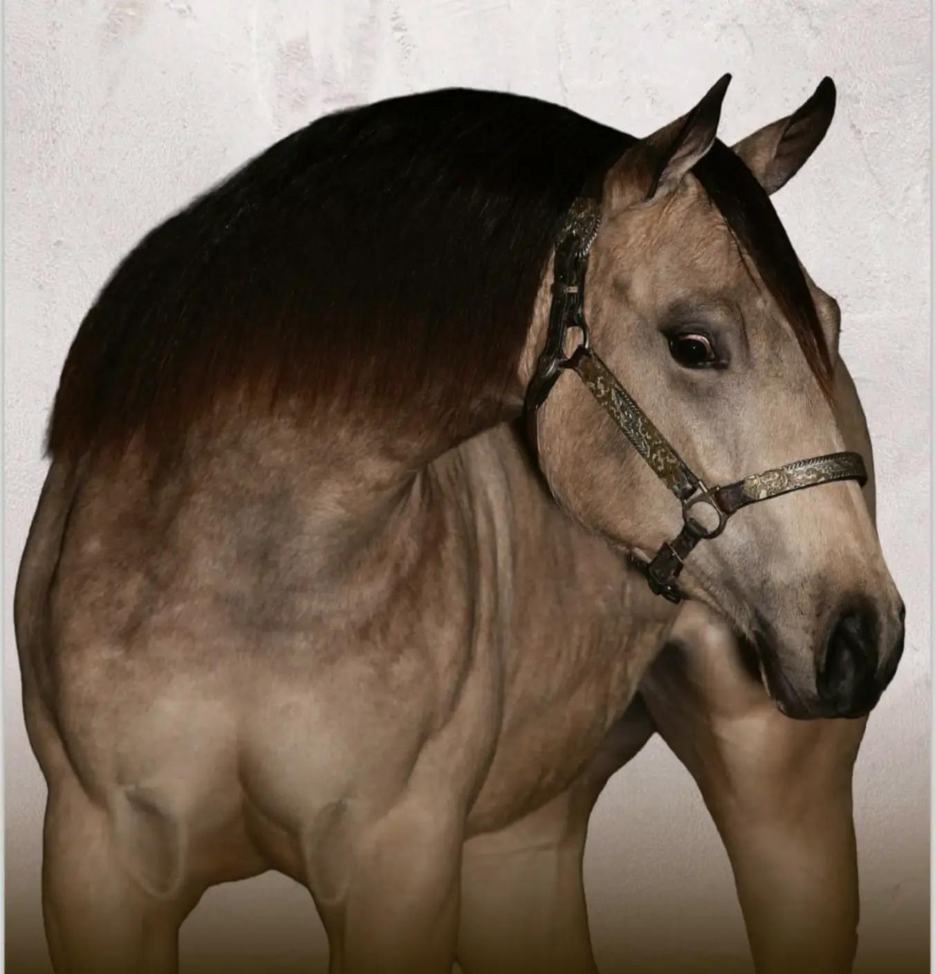 @haras amorim