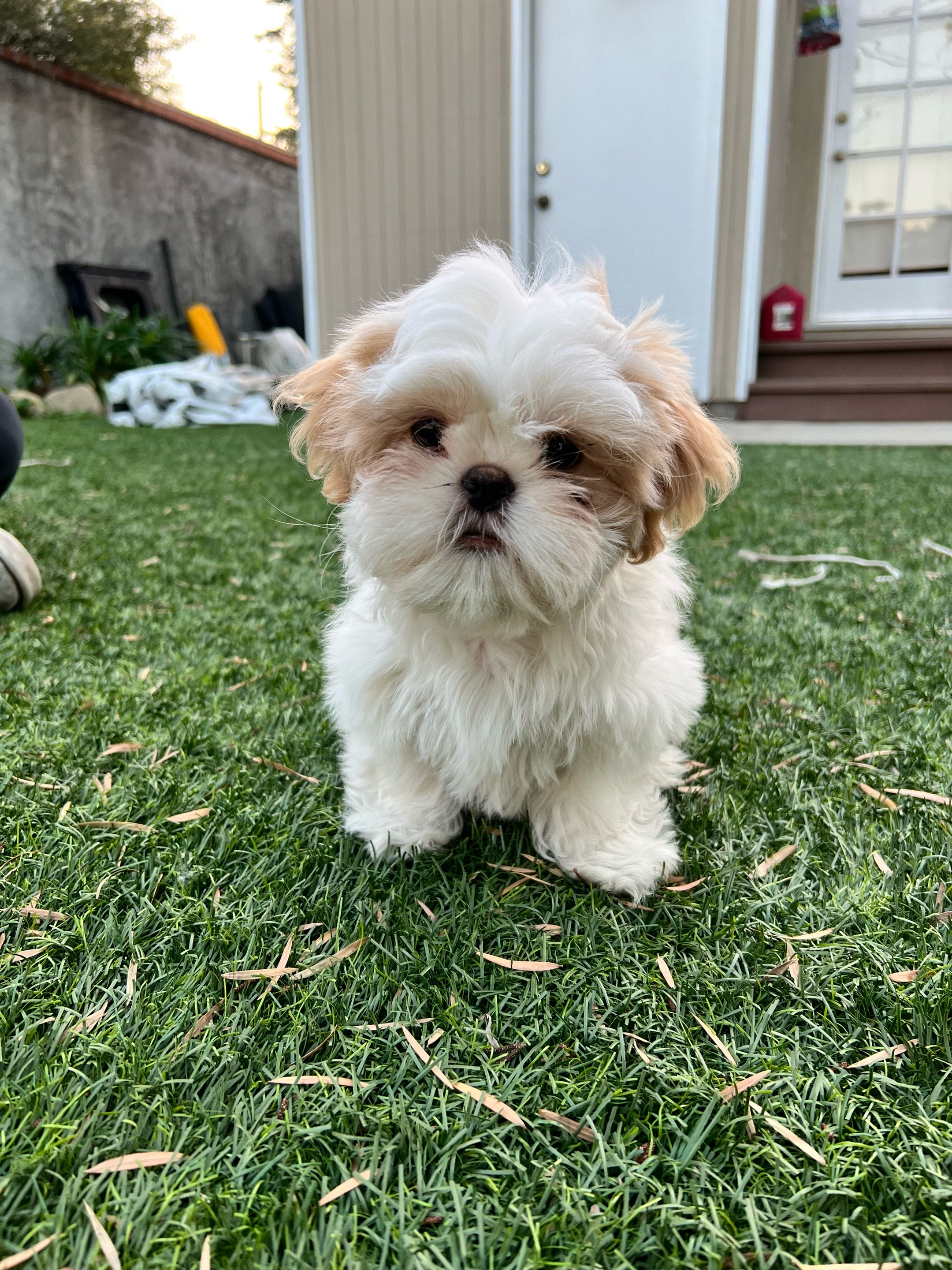 @Hugh the Shih Tzu