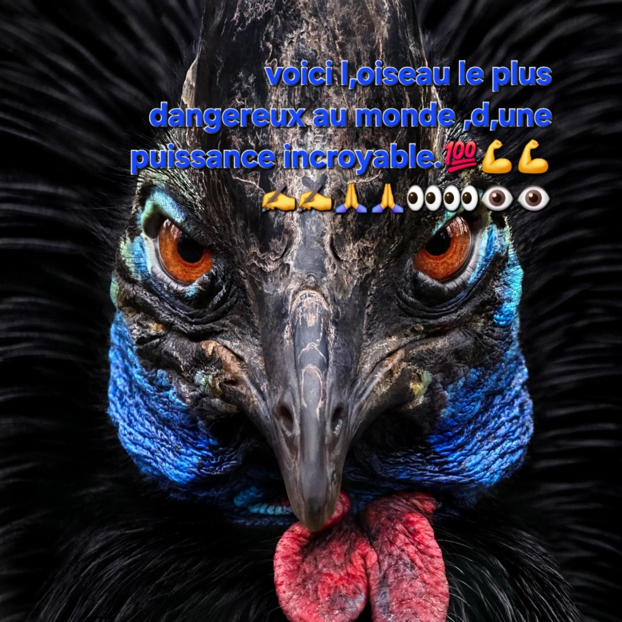 @regis Pinault
