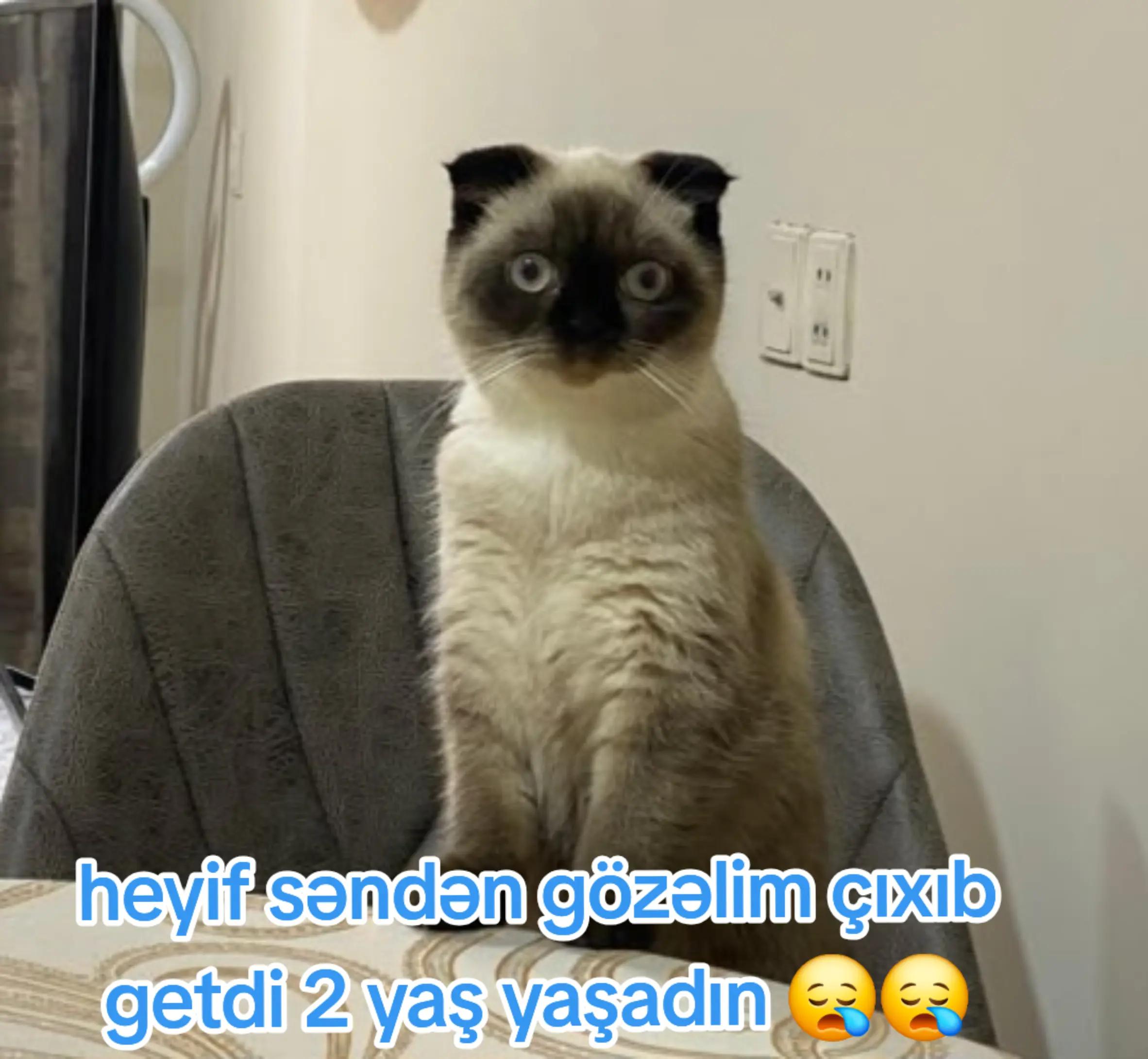 @Eli Ebelfezli