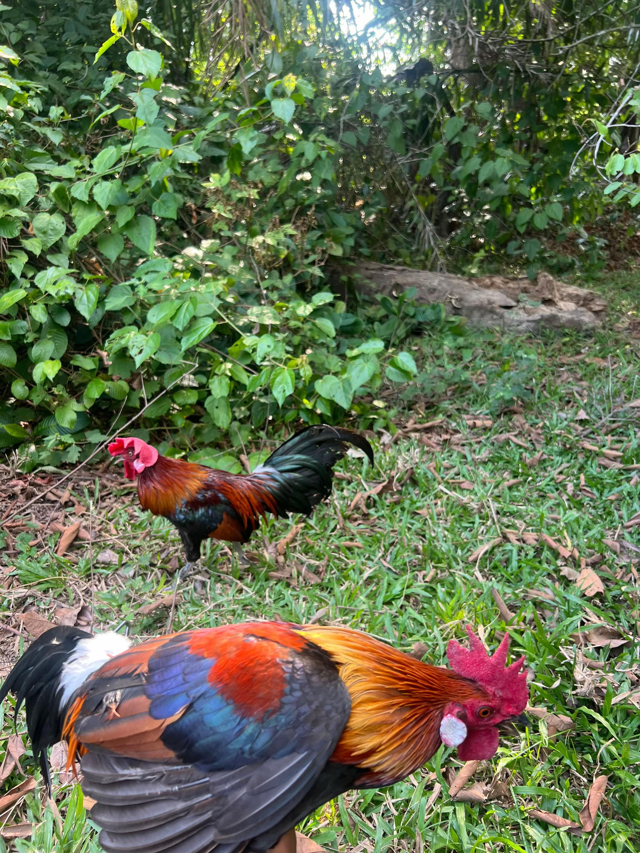 @Haziq farm
