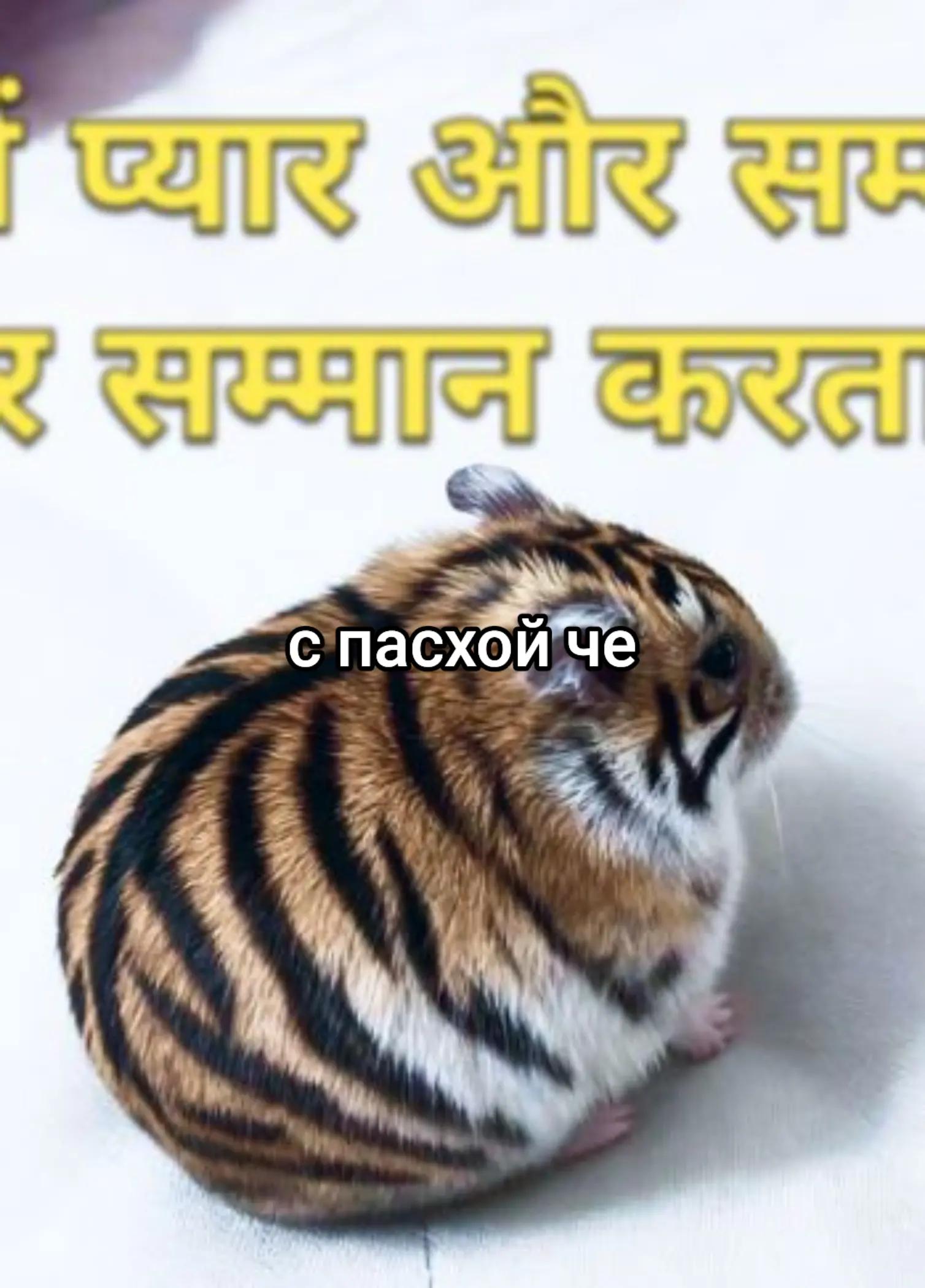 @Не наш слоняра 2