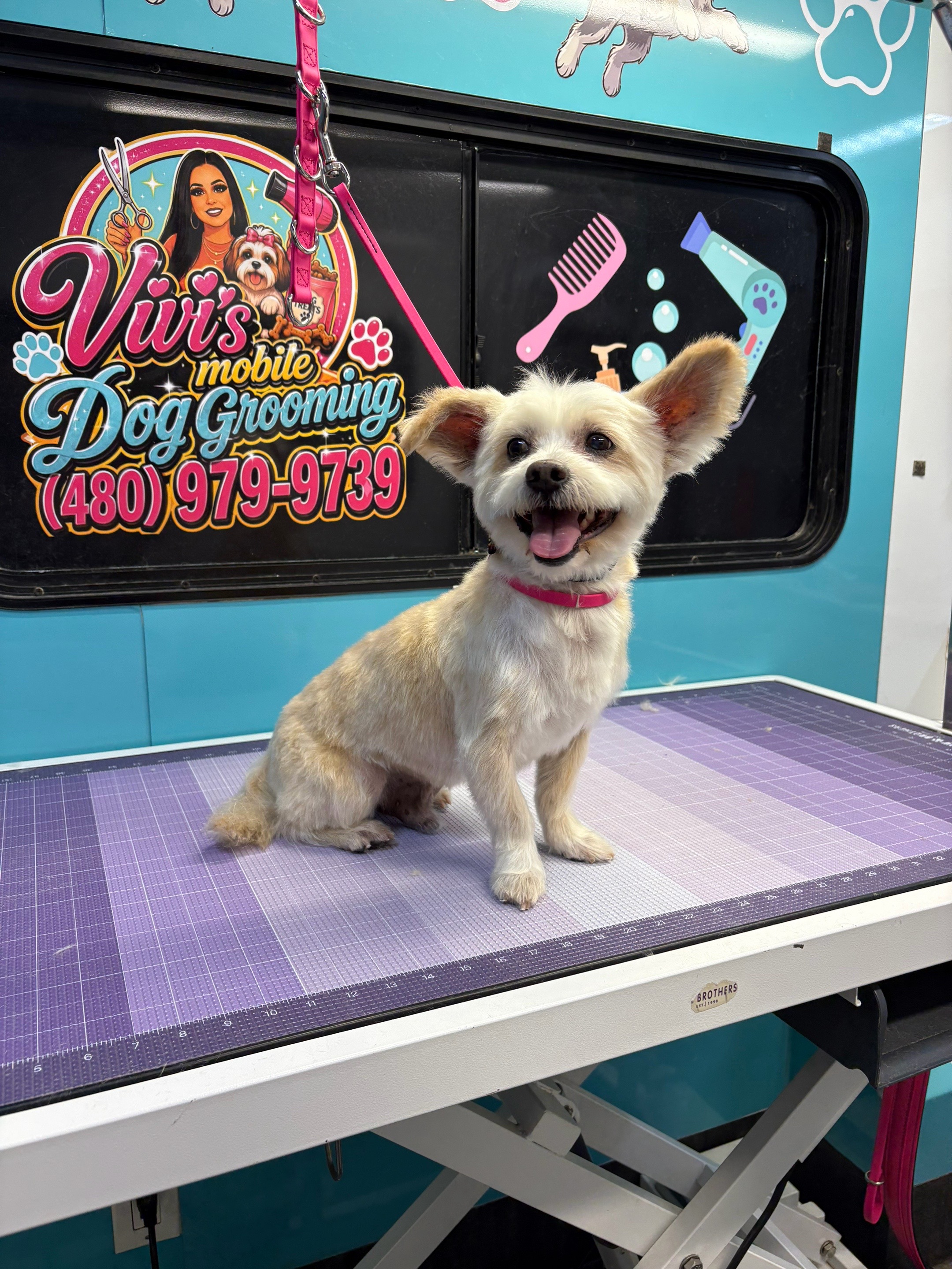 @Vivismobiledoggrooming