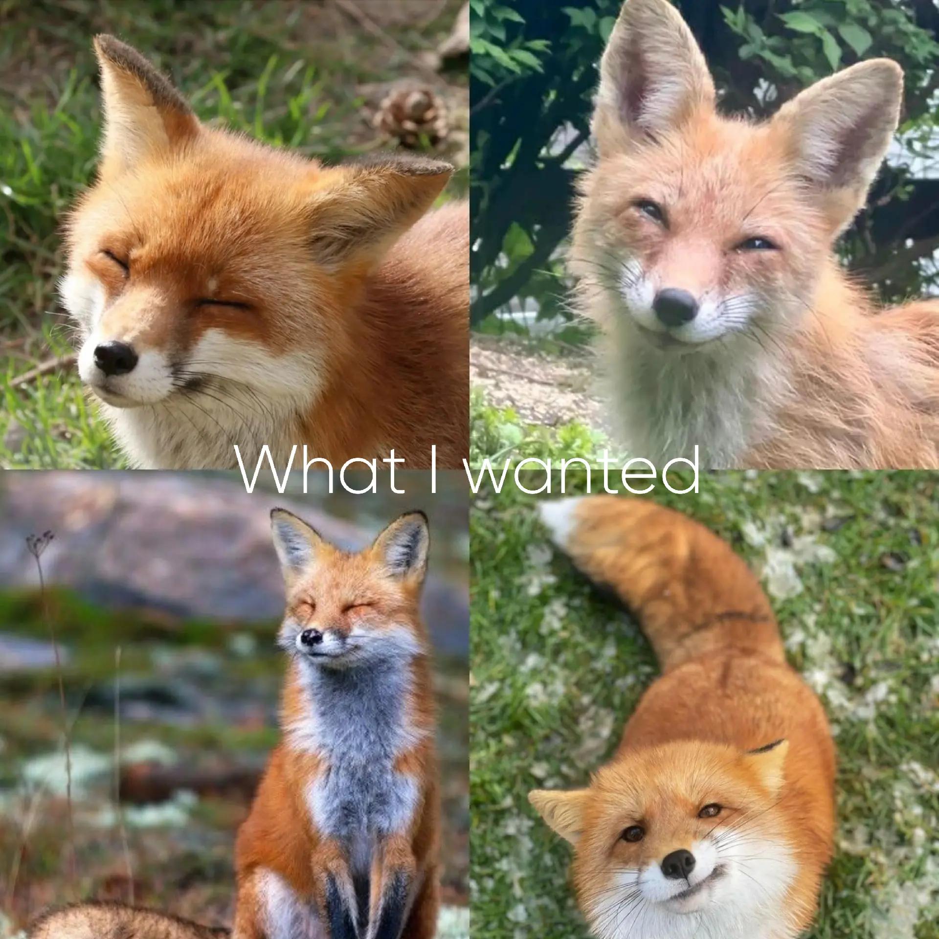 @lufelixen