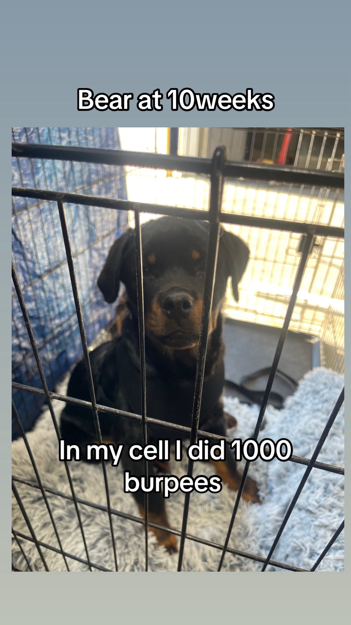 @BrownsBigRottieKennelsLLC