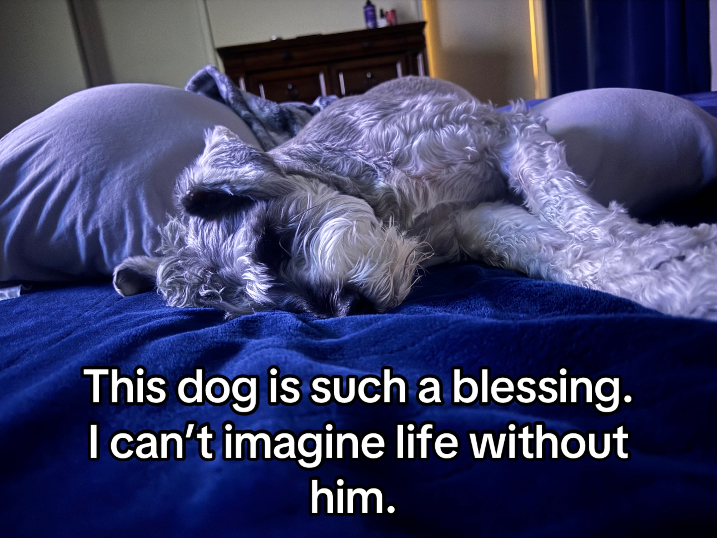 @Cooper The Schnauzer