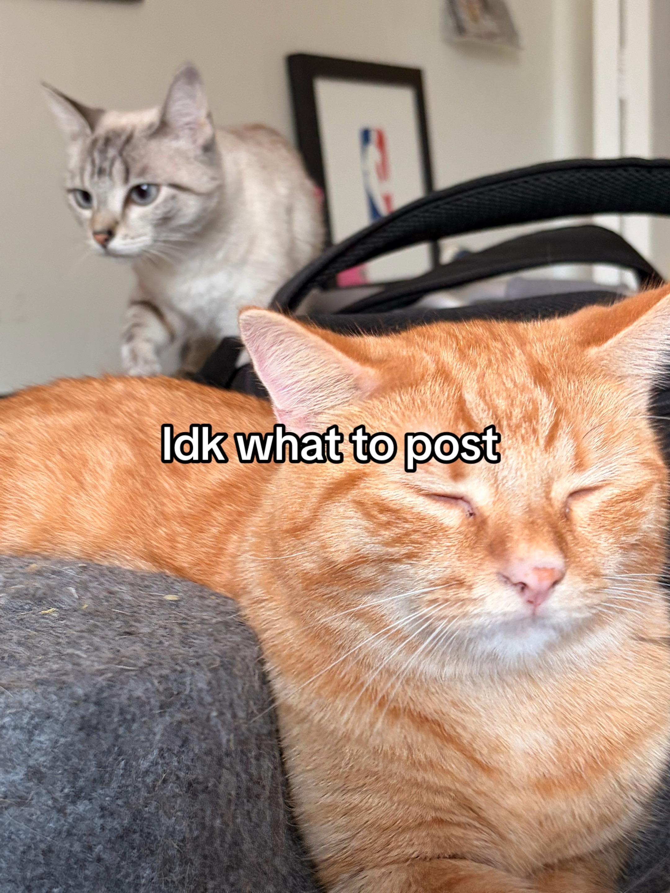@ᴄʜɪᴇғ ᴋᴇᴇғ ғᴀɴ