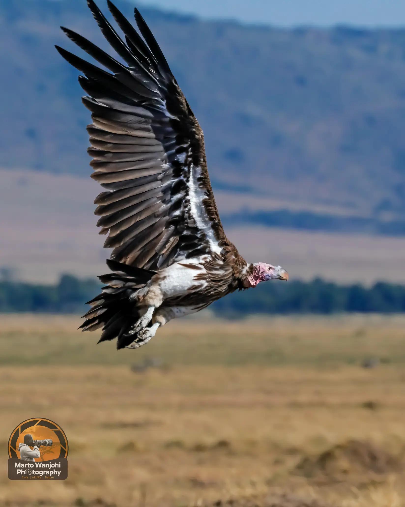 @Safaris with Marto Wanjohi.