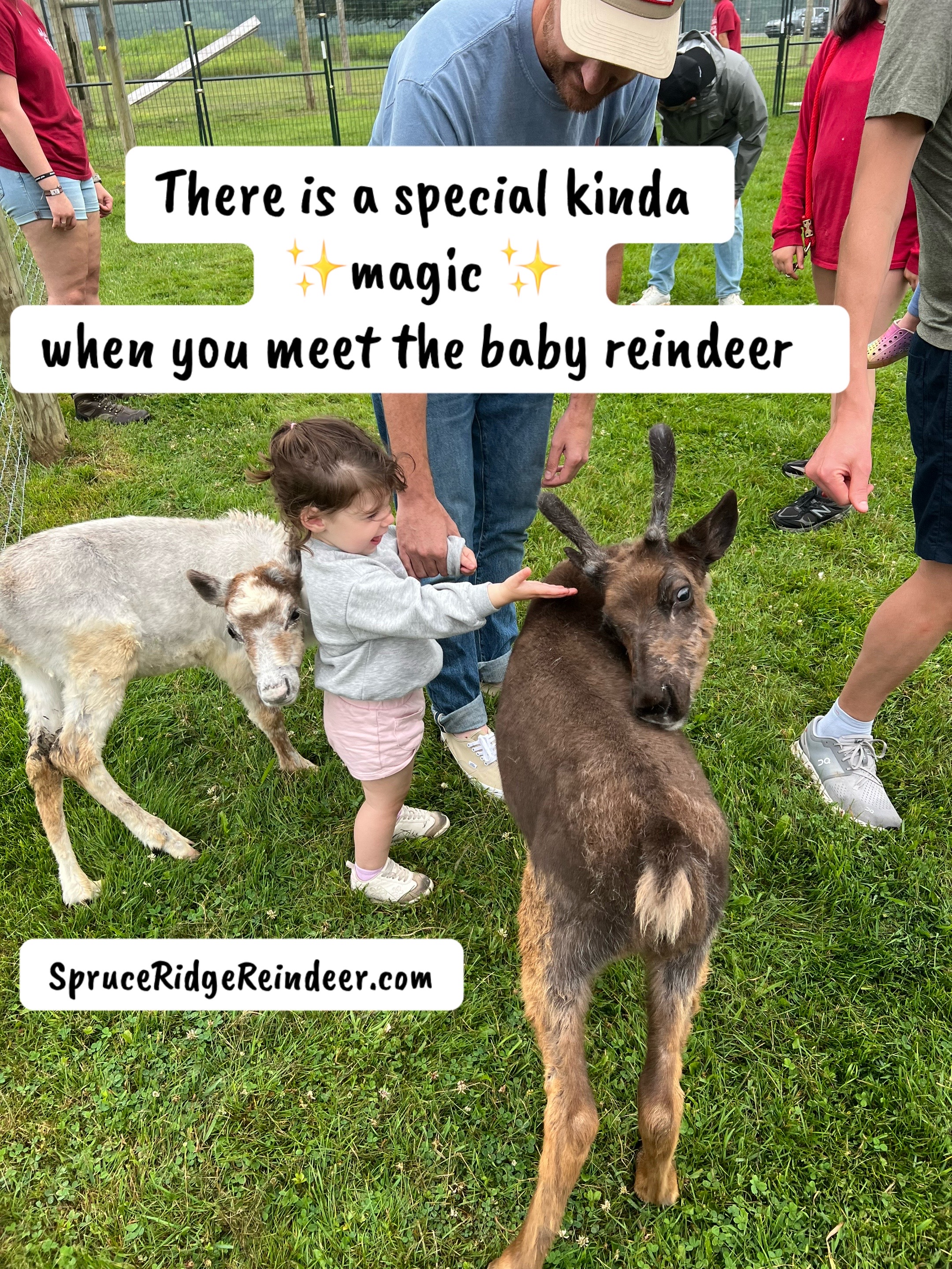 @ReindeerMagicLady