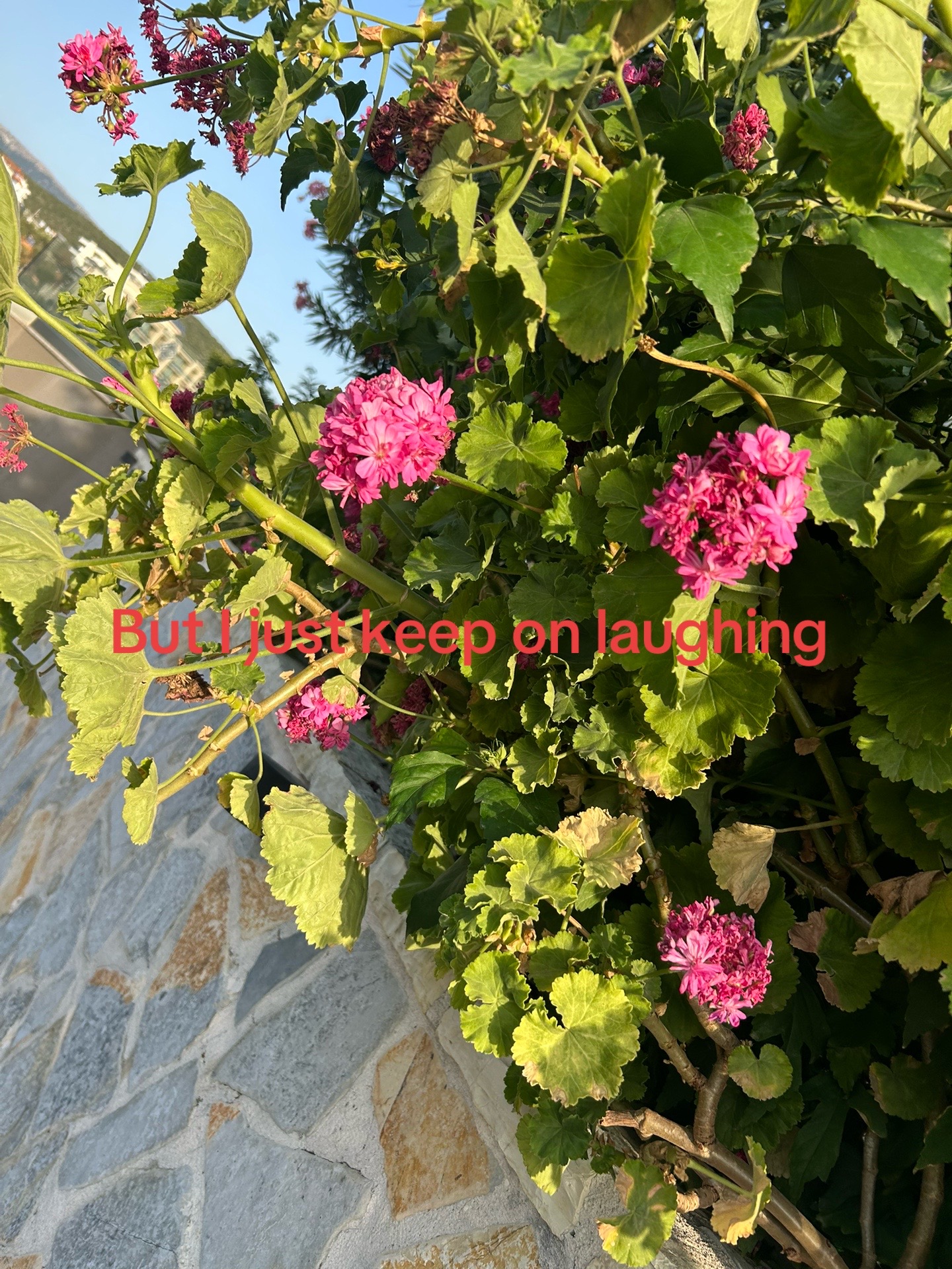 @Simrah✨🌺🇧🇩