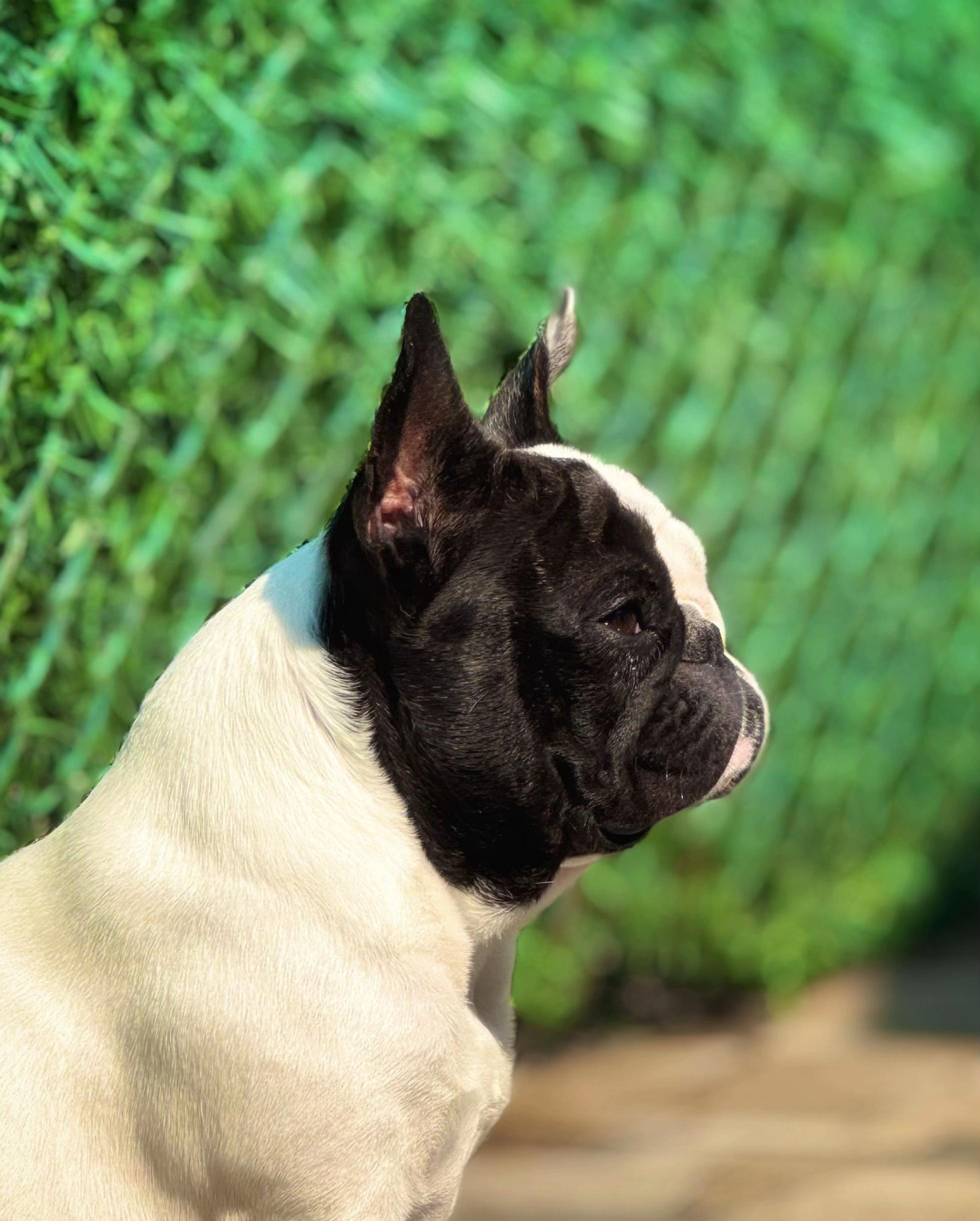 @Bosphorus Bulls French Bulldog