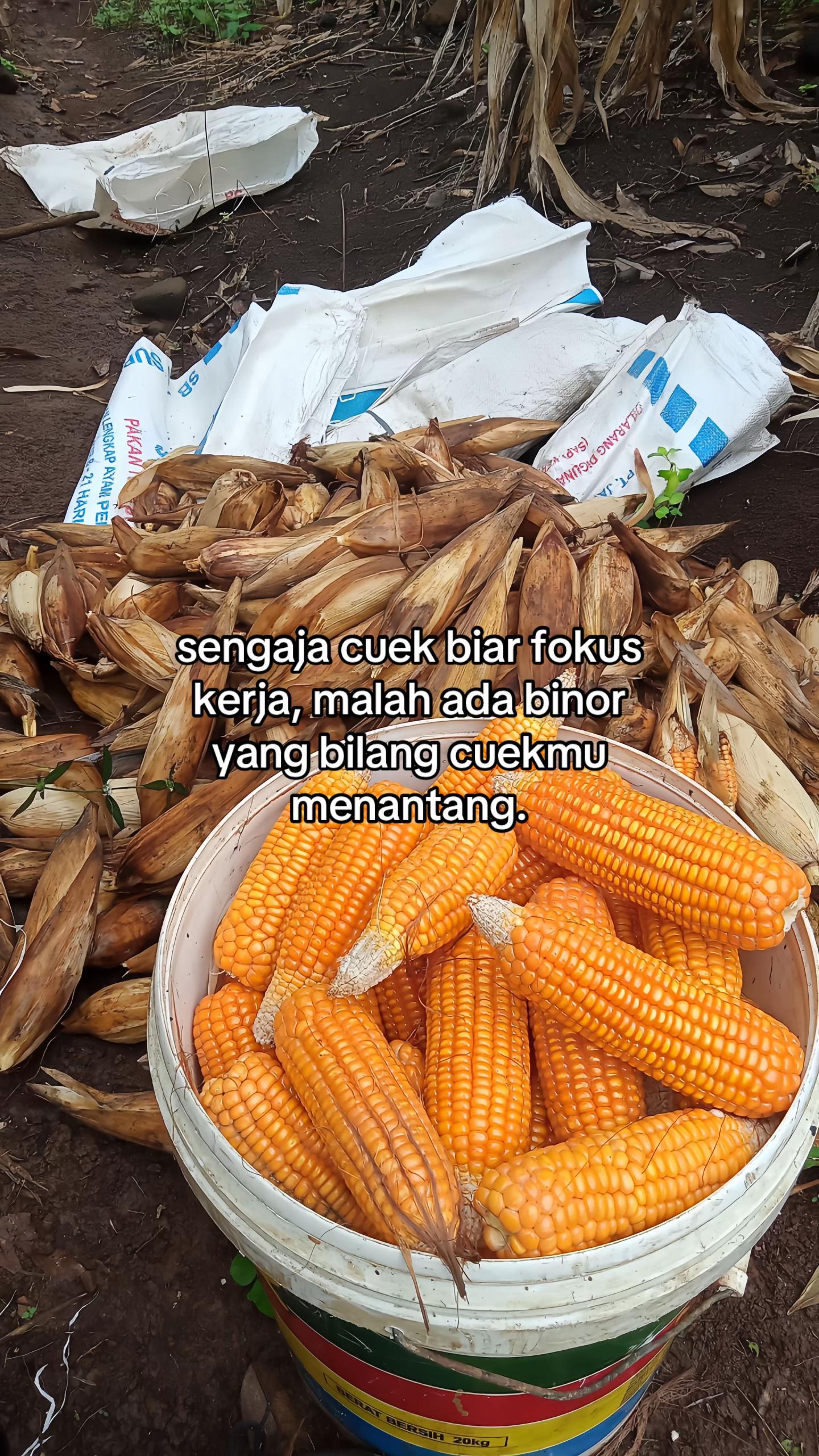 @Bagass
