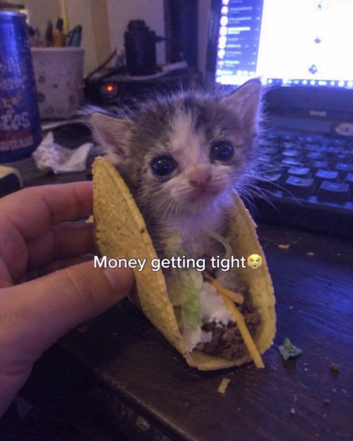 @cat memes