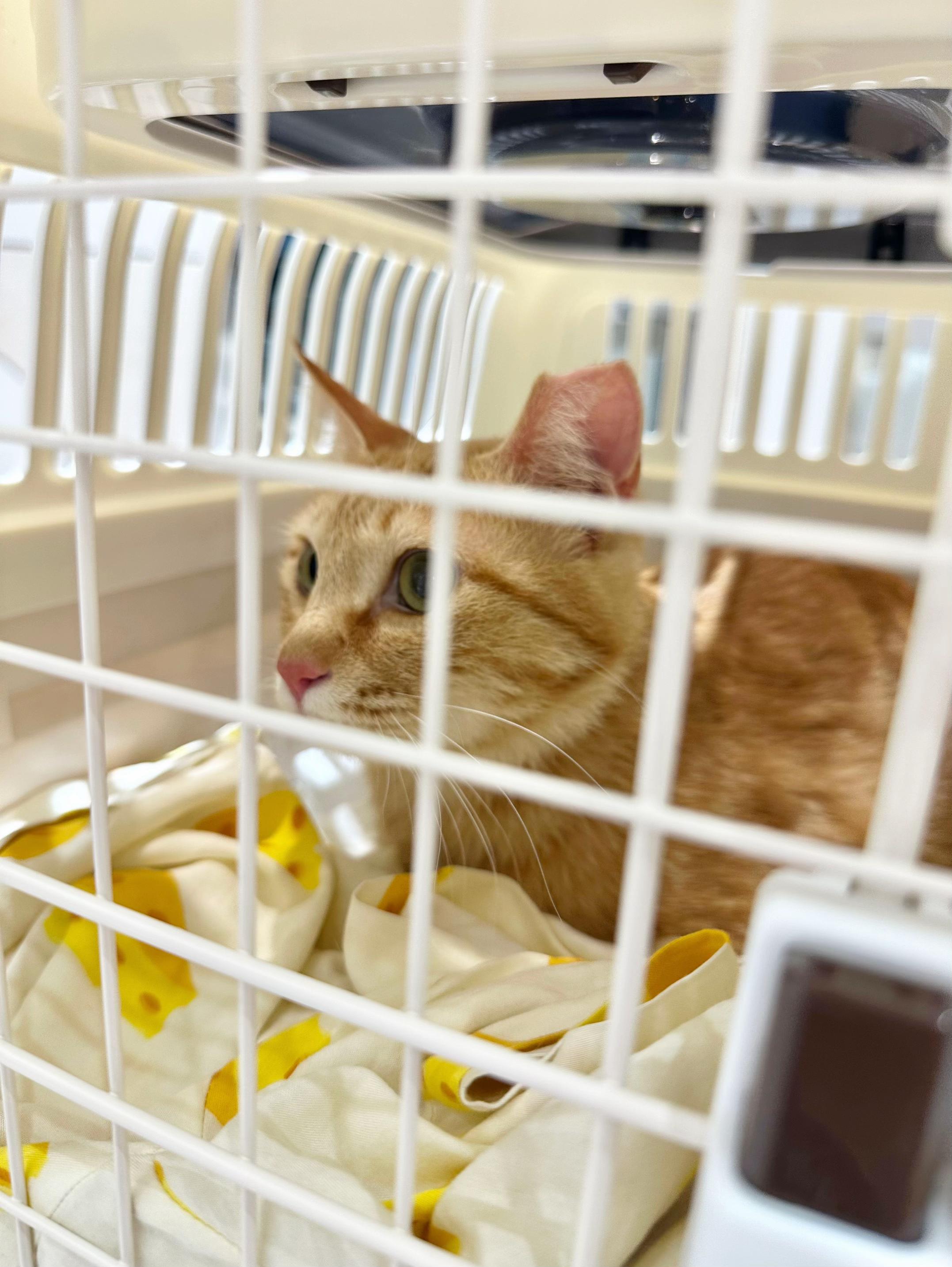 @MyStrayCheese