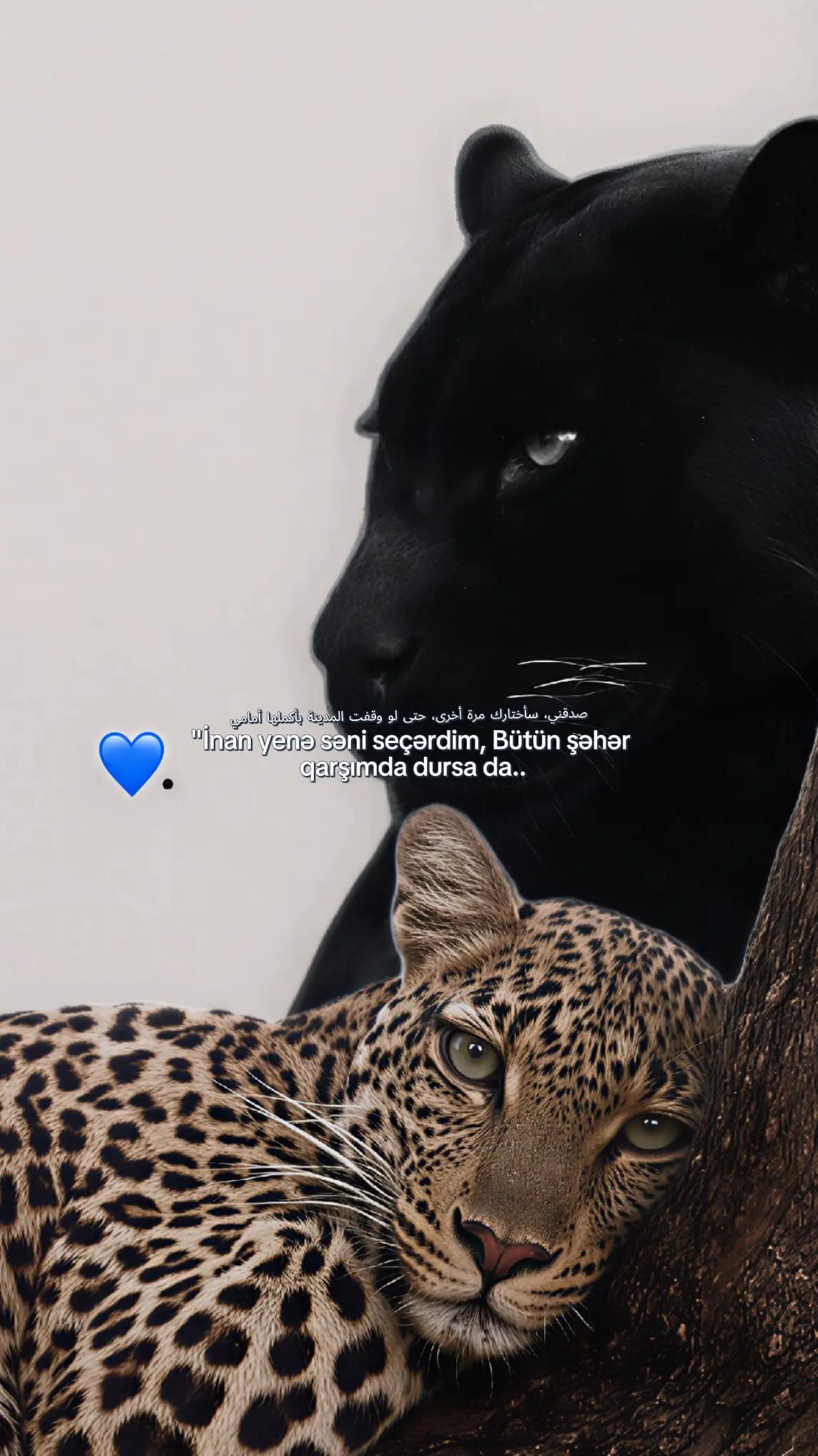 @غاغاش