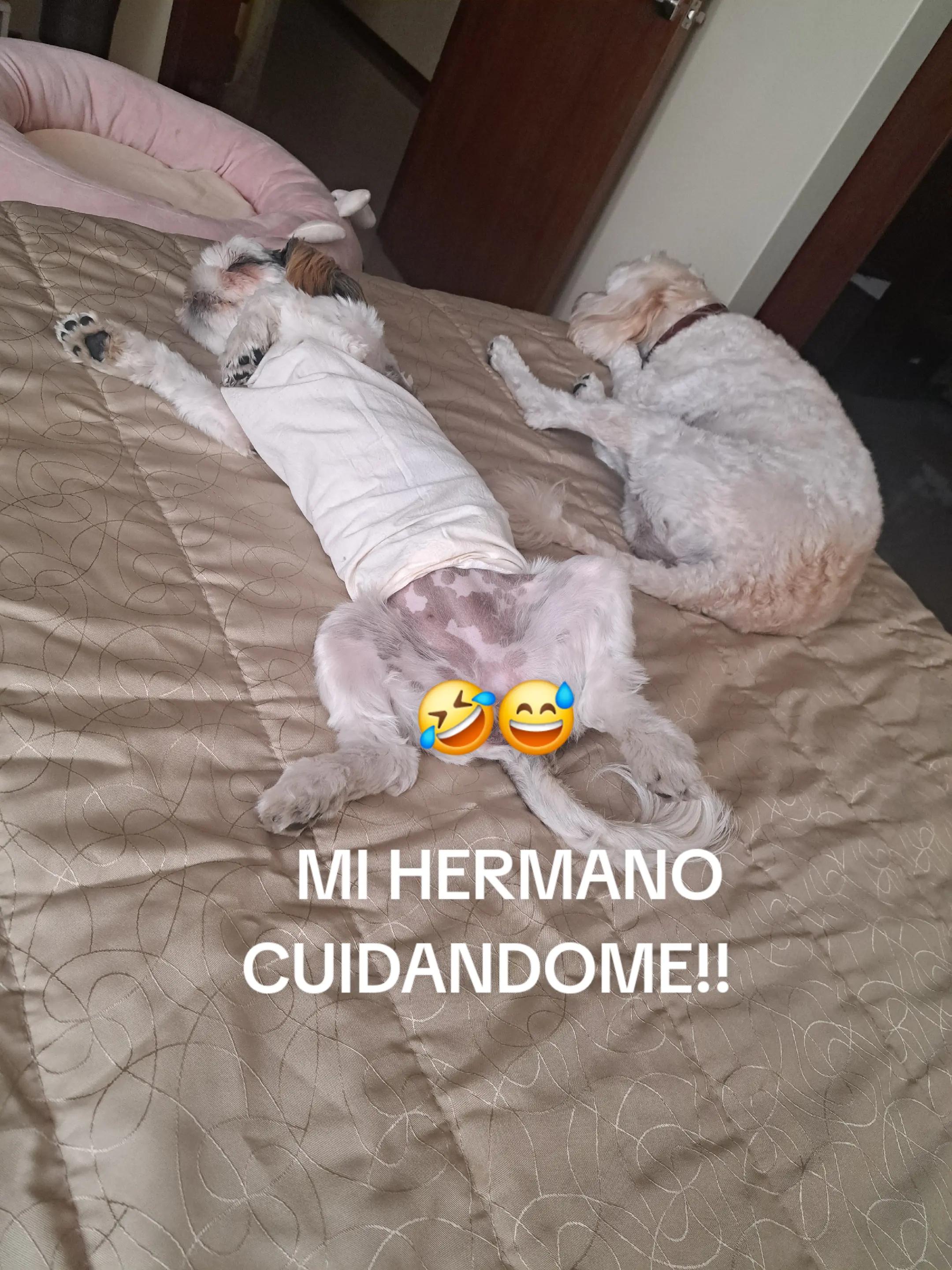 @Harry y Mila Life 🐶🐾